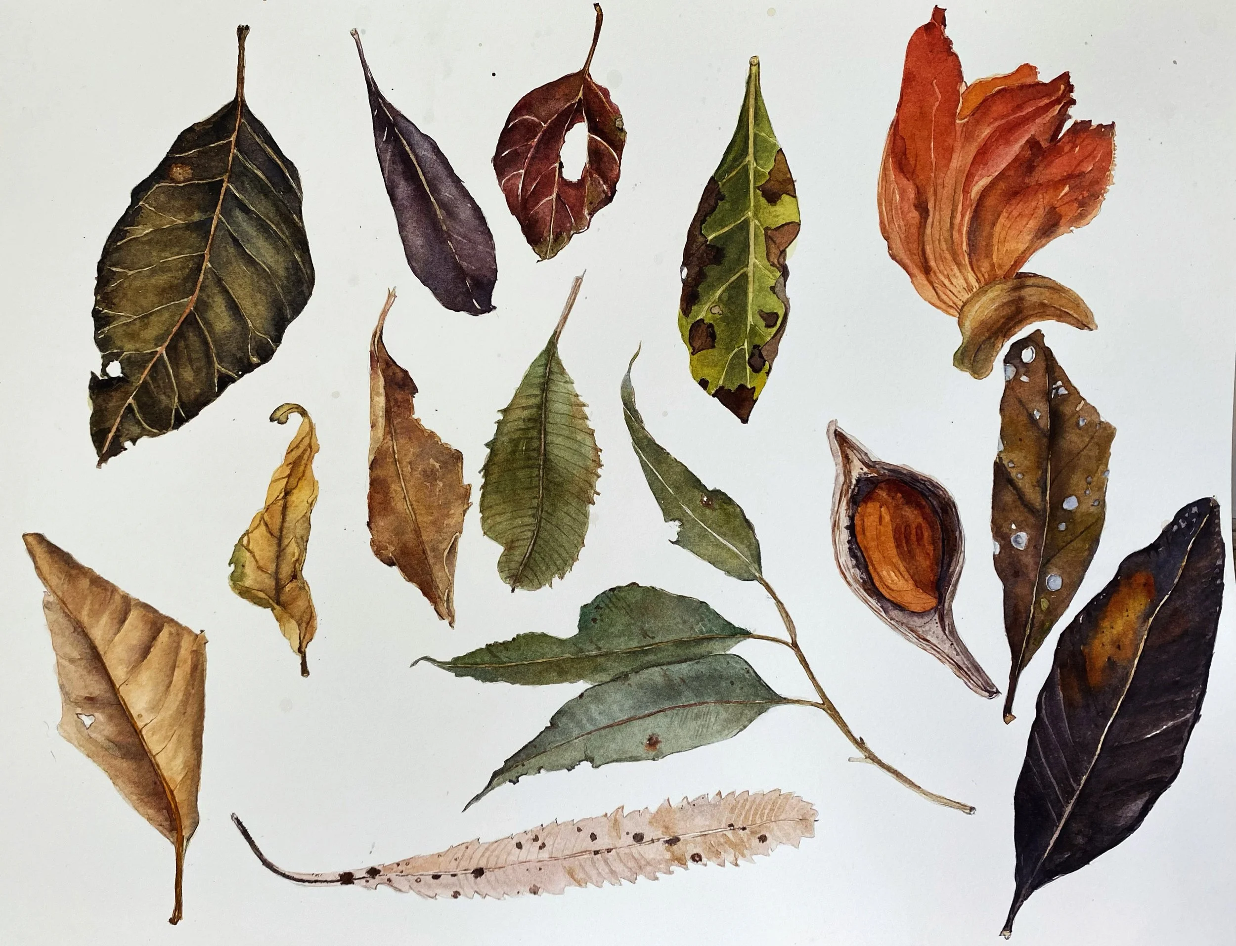A collection of weathered leaves and nature fragments painted in watercolours as small nature studies