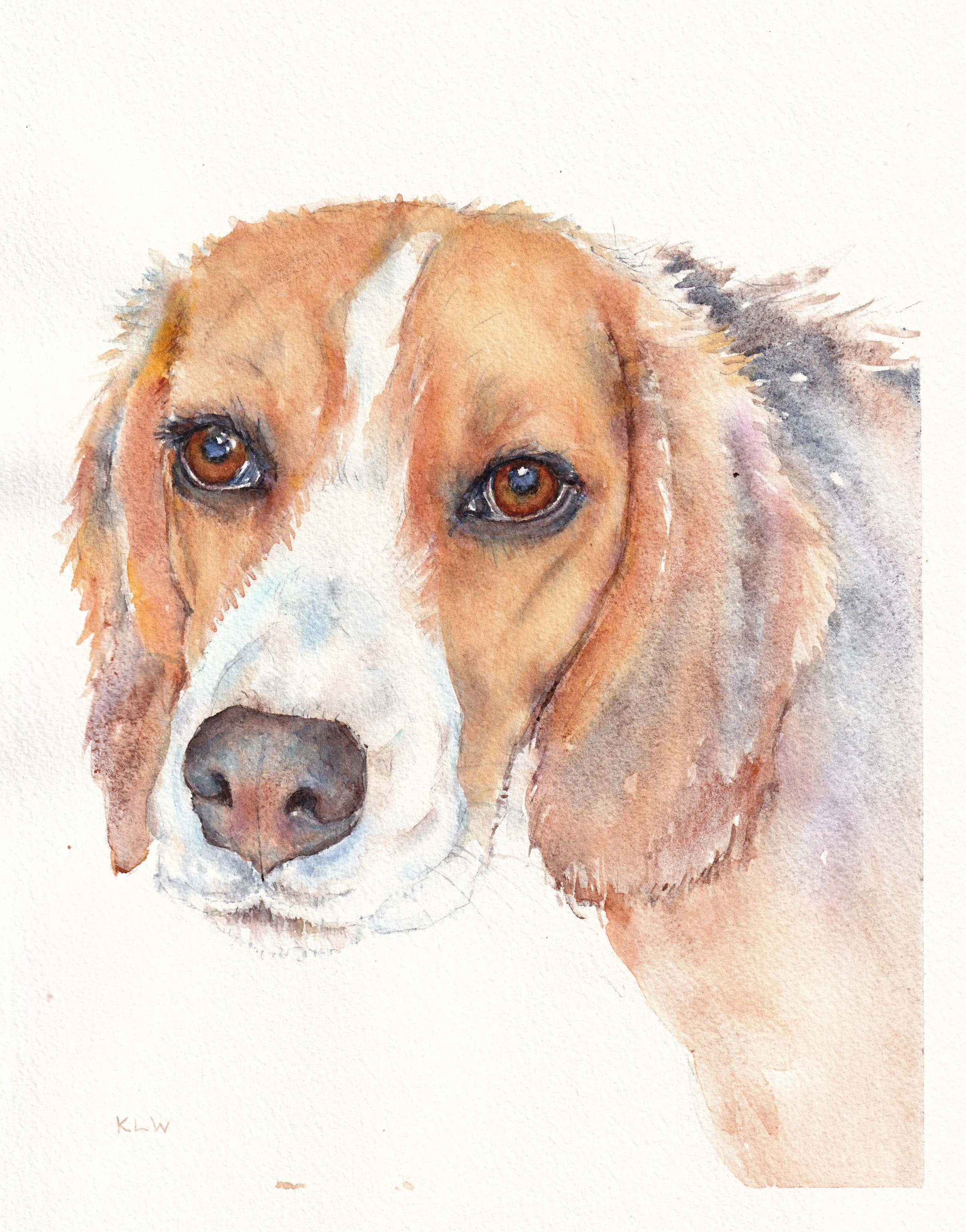 Ripley, beagle, watercolour, 2026