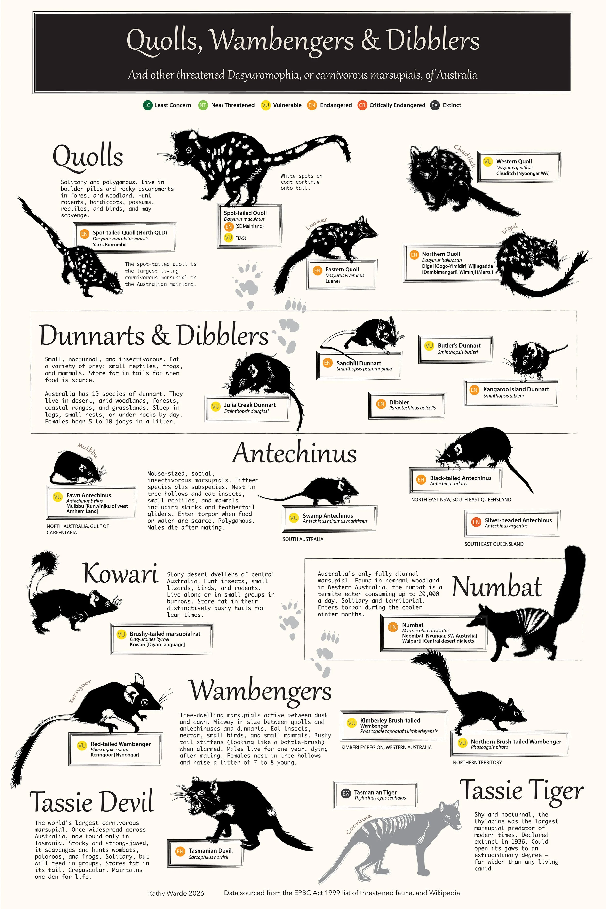 An illustrated infographic showing Australian carnivorous marsupials including quolls, antechinus, dunnarts, wambengers, the Tasmanian devil, numbat, and the extinct thylacine.