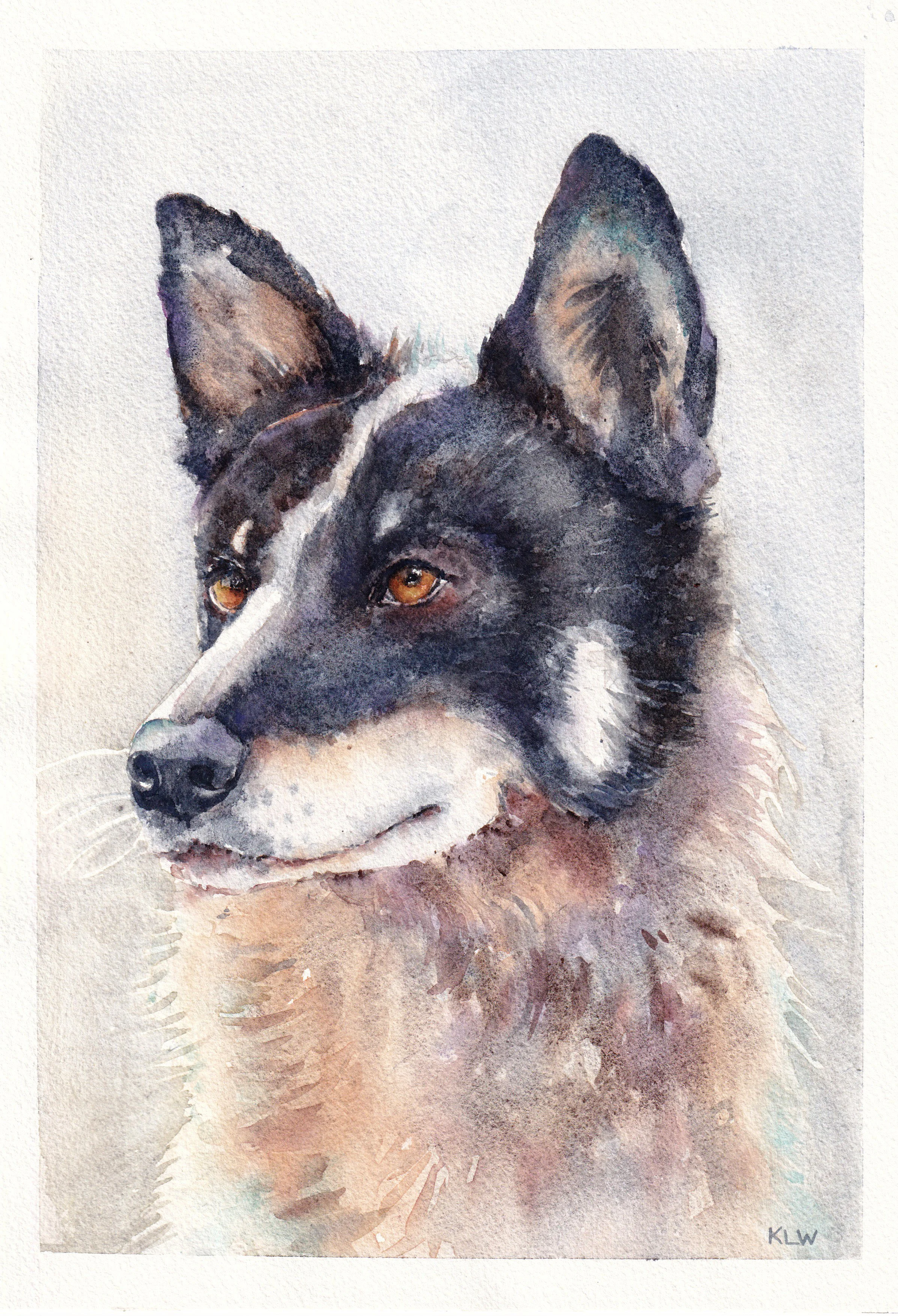 Black and white dingo, watercolour, 2026, A4