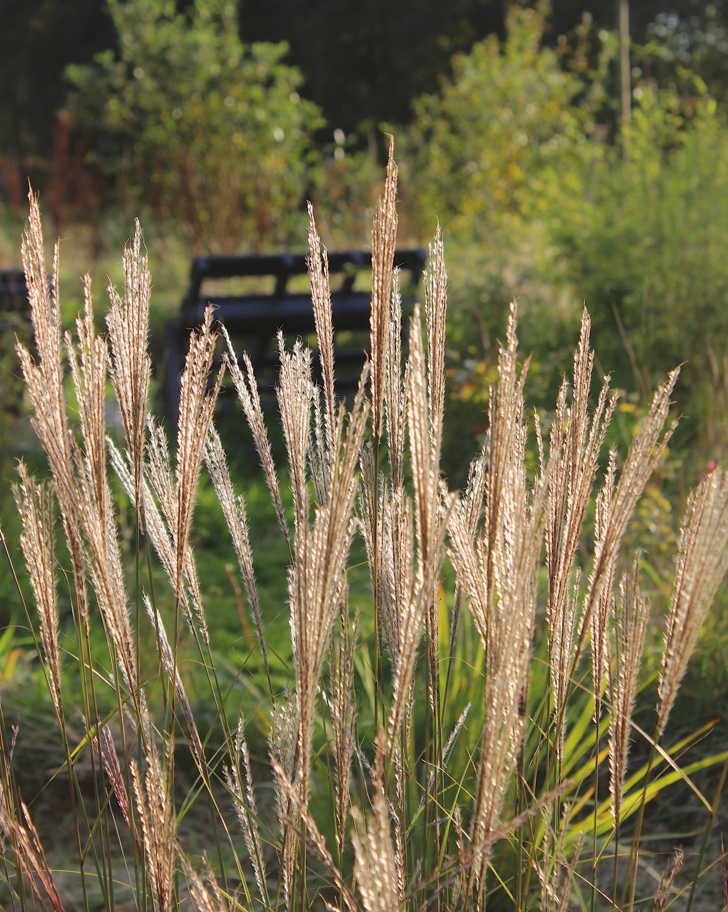 MISCANTHUS.jpg