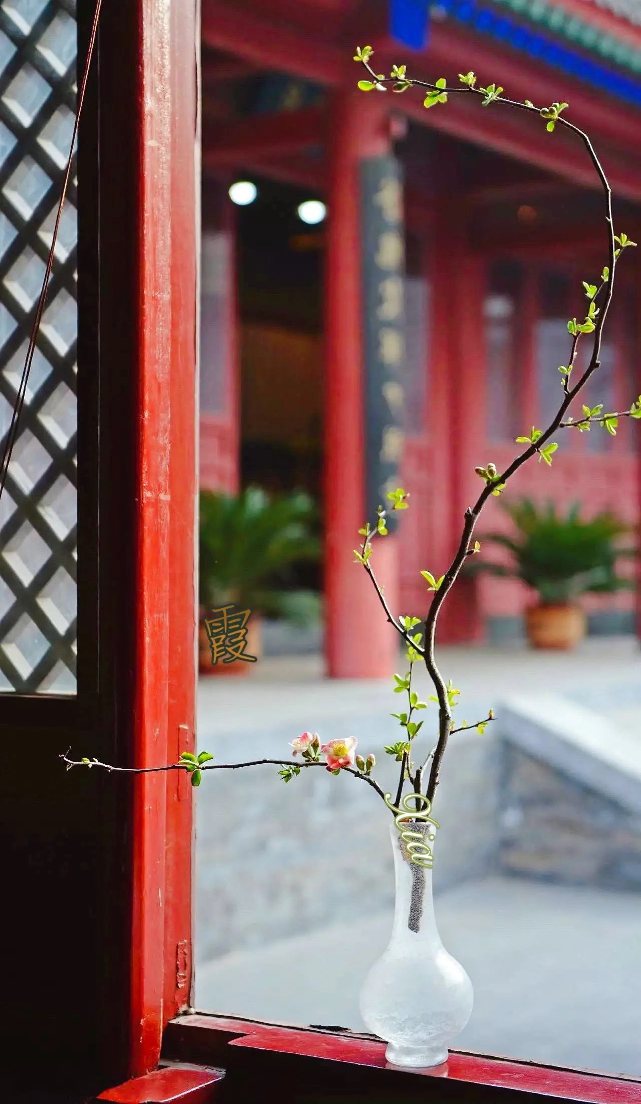 Xia IMG_0723~photo.JPG