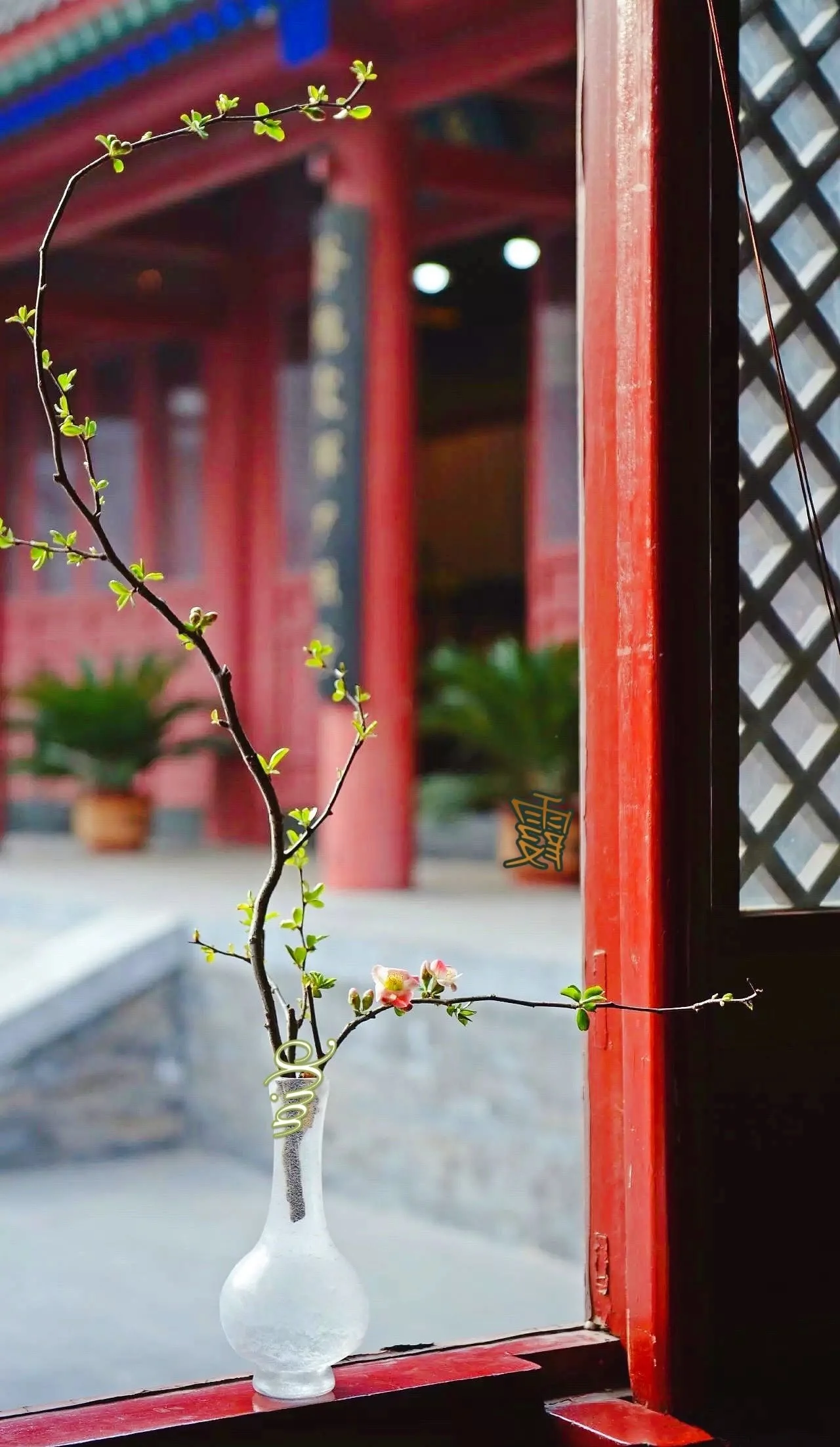 Xia - IMG_0724~photo.JPG