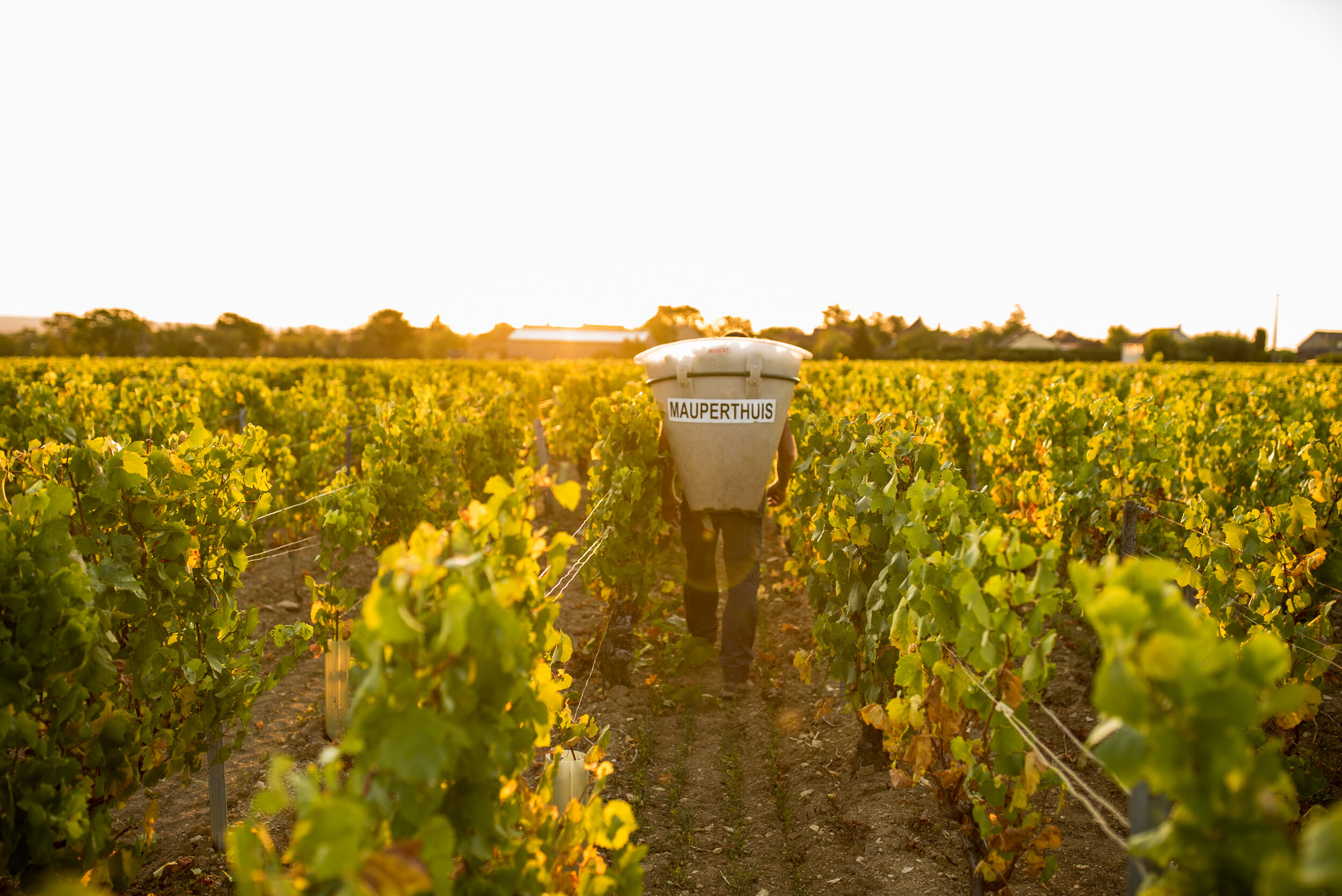  Vendanges au Domaine 