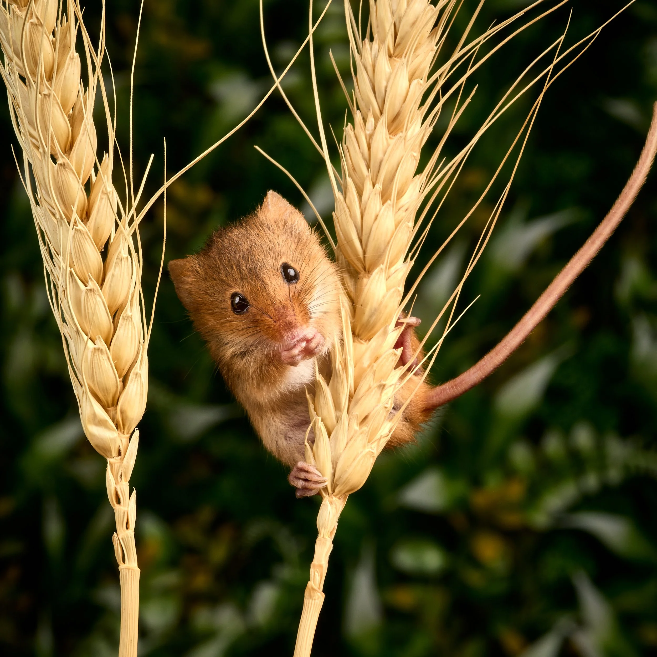 2024-06-28_11-49-54_OM-1_52212 1.jpg