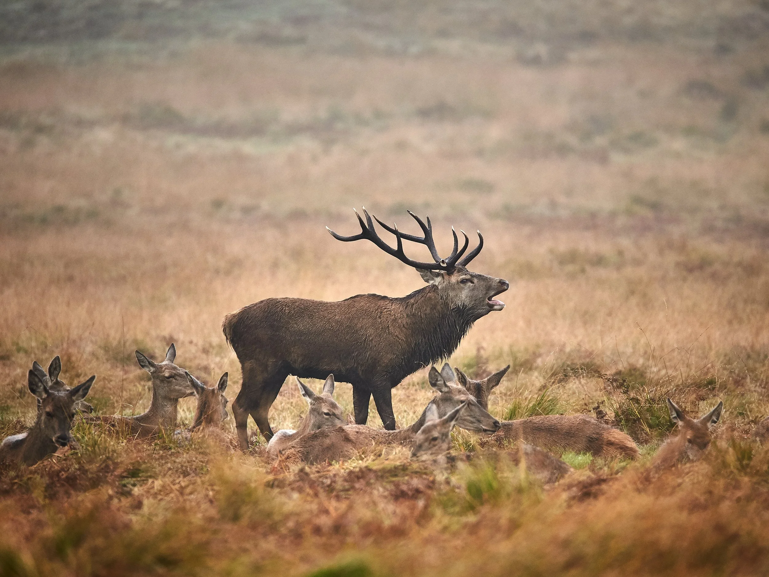 2017-10-18_13-35-12_Canon EOS-1D X_15968.jpg