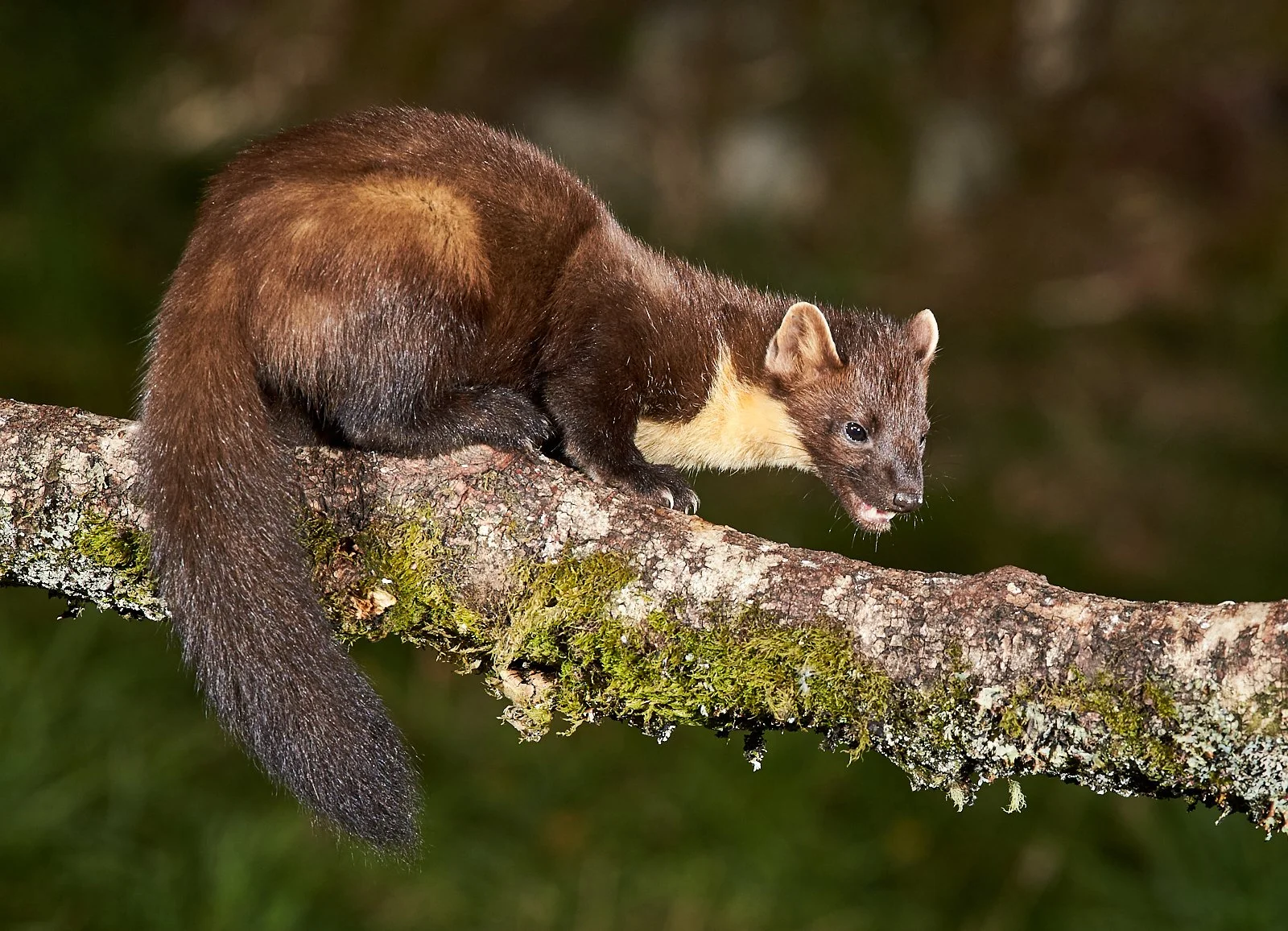 2018-09-09_21-36-02_Canon EOS-1D X_2217.jpg