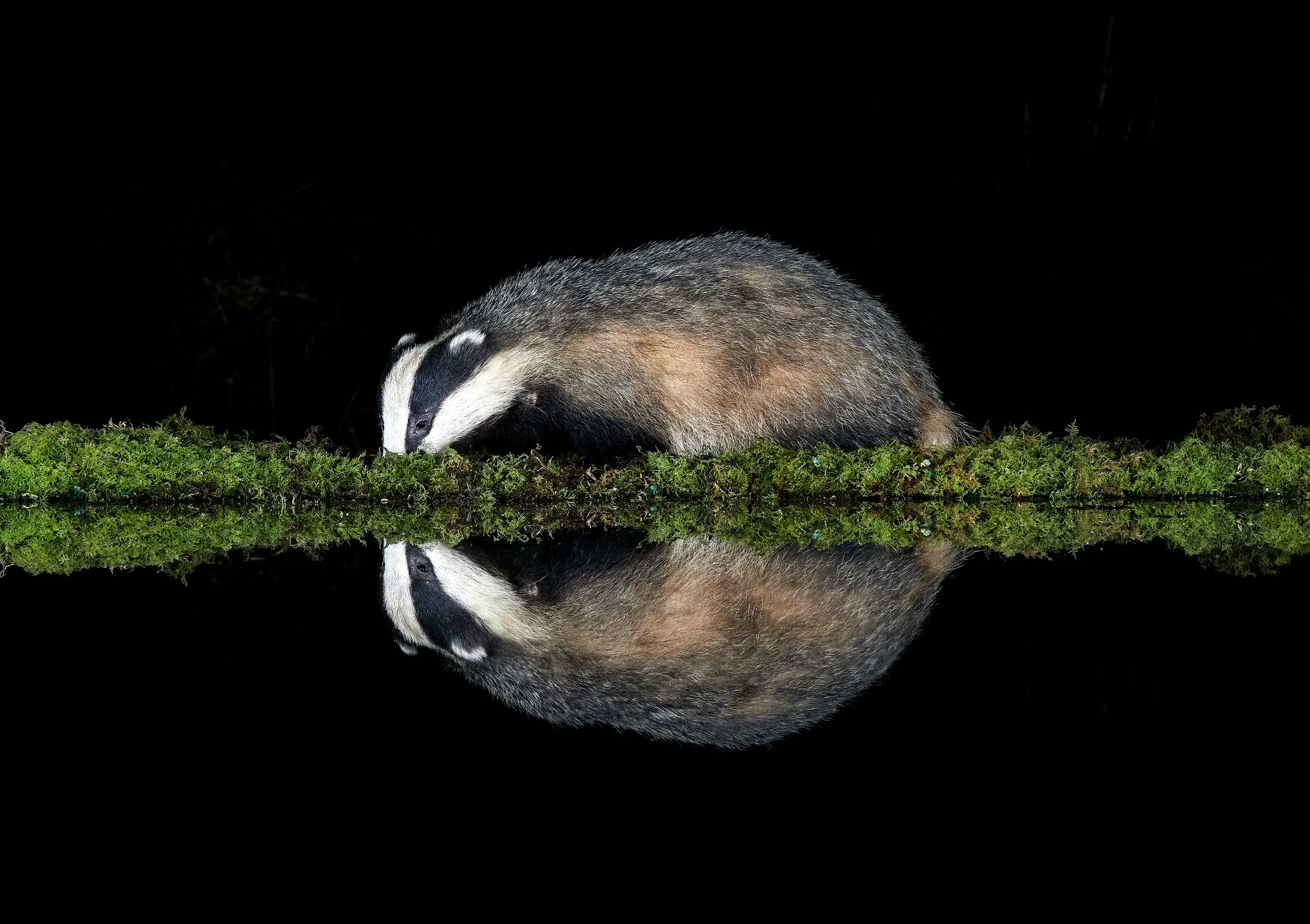 2022-03-05_19-33-52_Badger A3.jpg