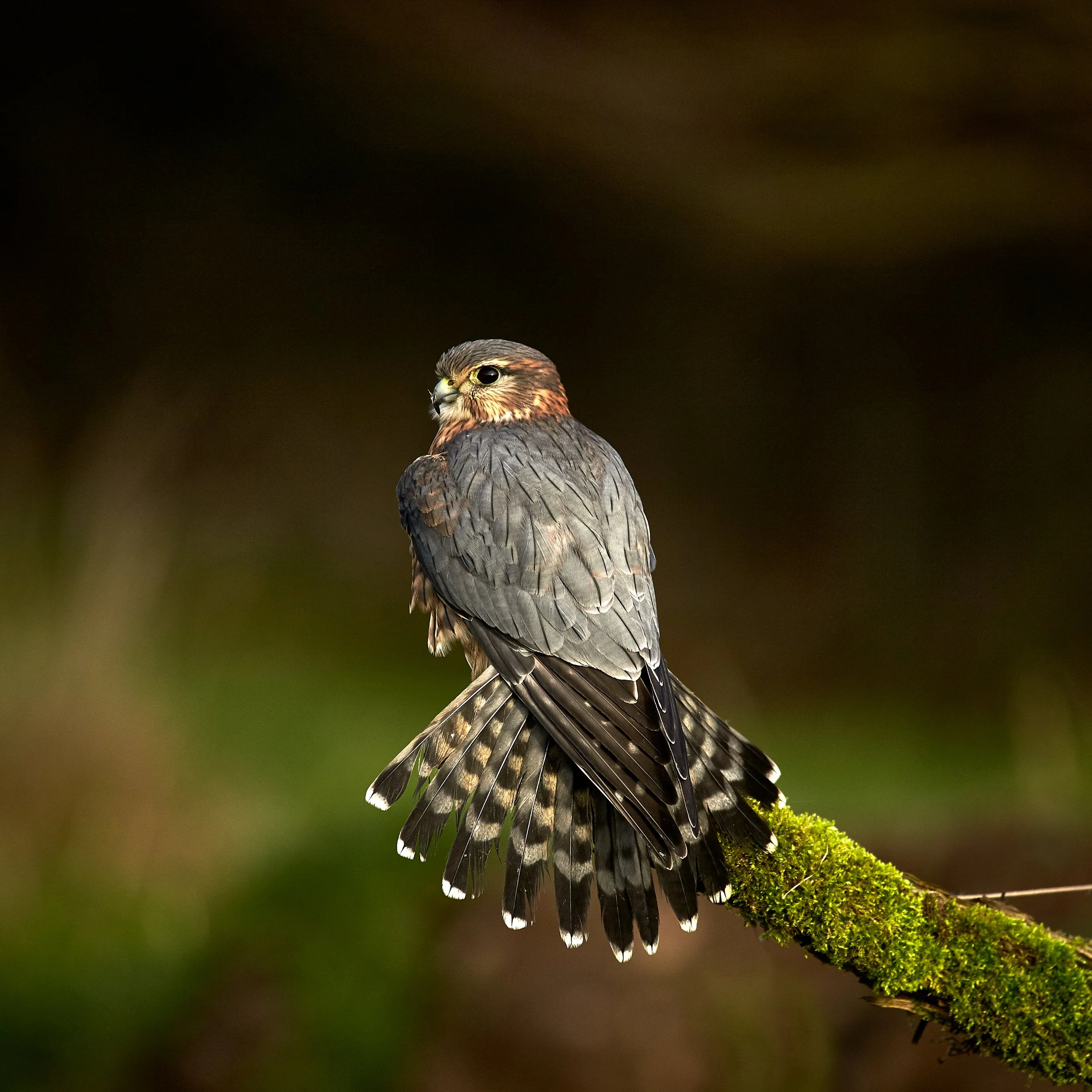 2016-11-26_13-29-18_Canon EOS-1D X_4689.jpg