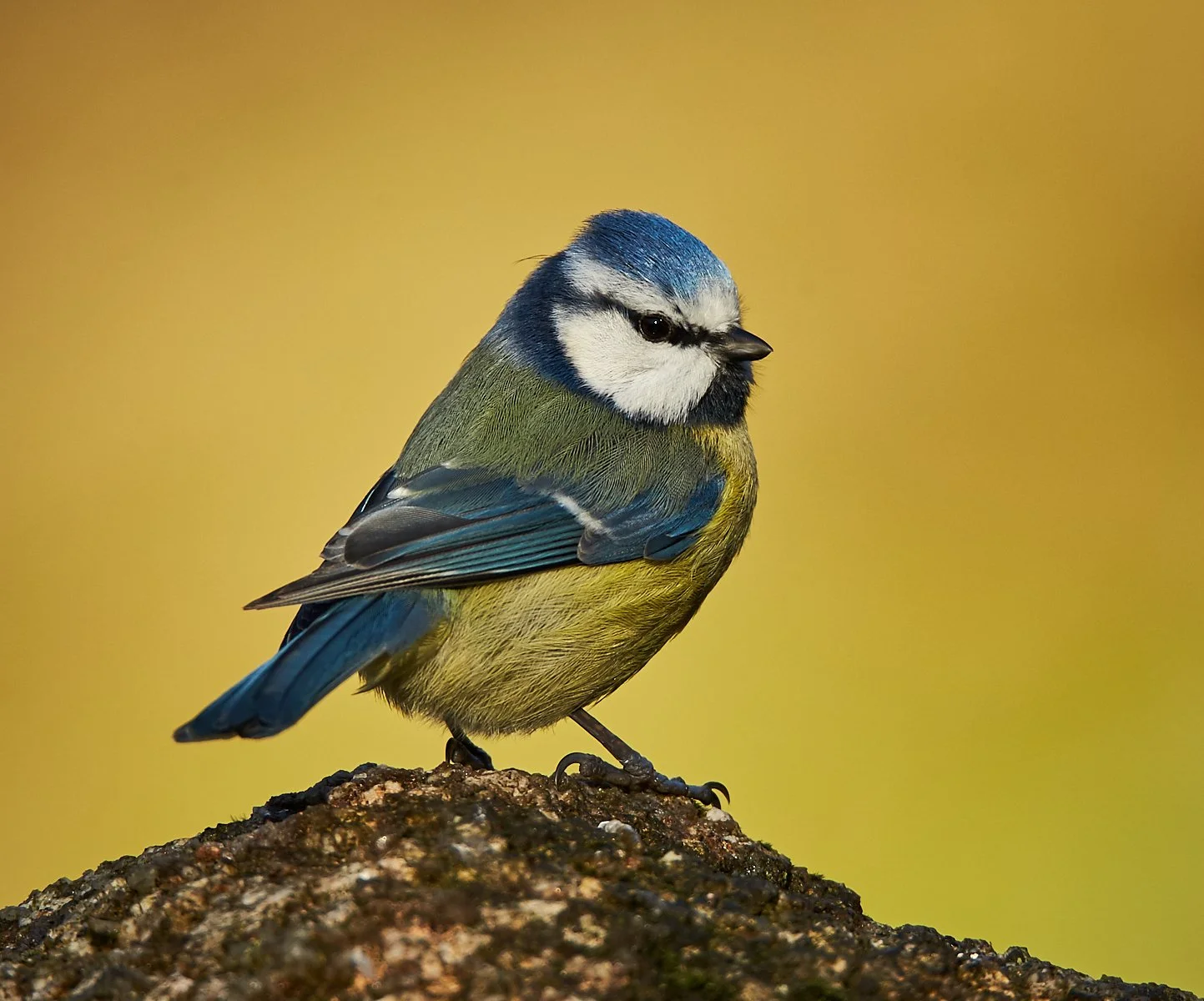 2018-01-20_13-24-10_Canon EOS-1D X_13531 1.jpg