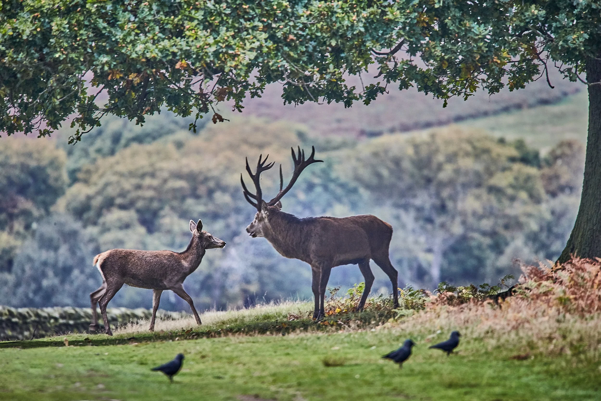 2017-10-18_08-17-39_Canon EOS-1D X_15861_1.jpg