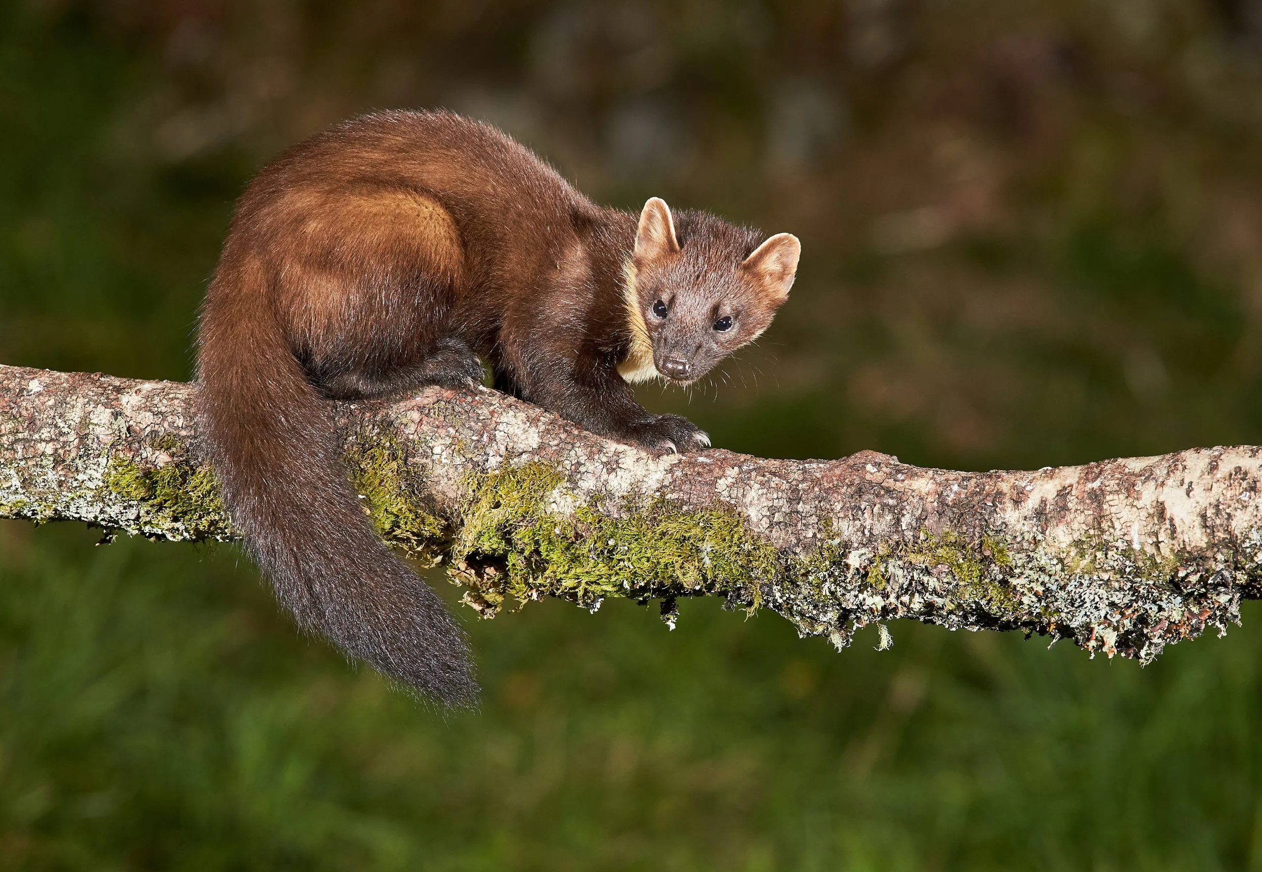 2018-09-09_21-36-46_Canon EOS-1D X_2222.jpg