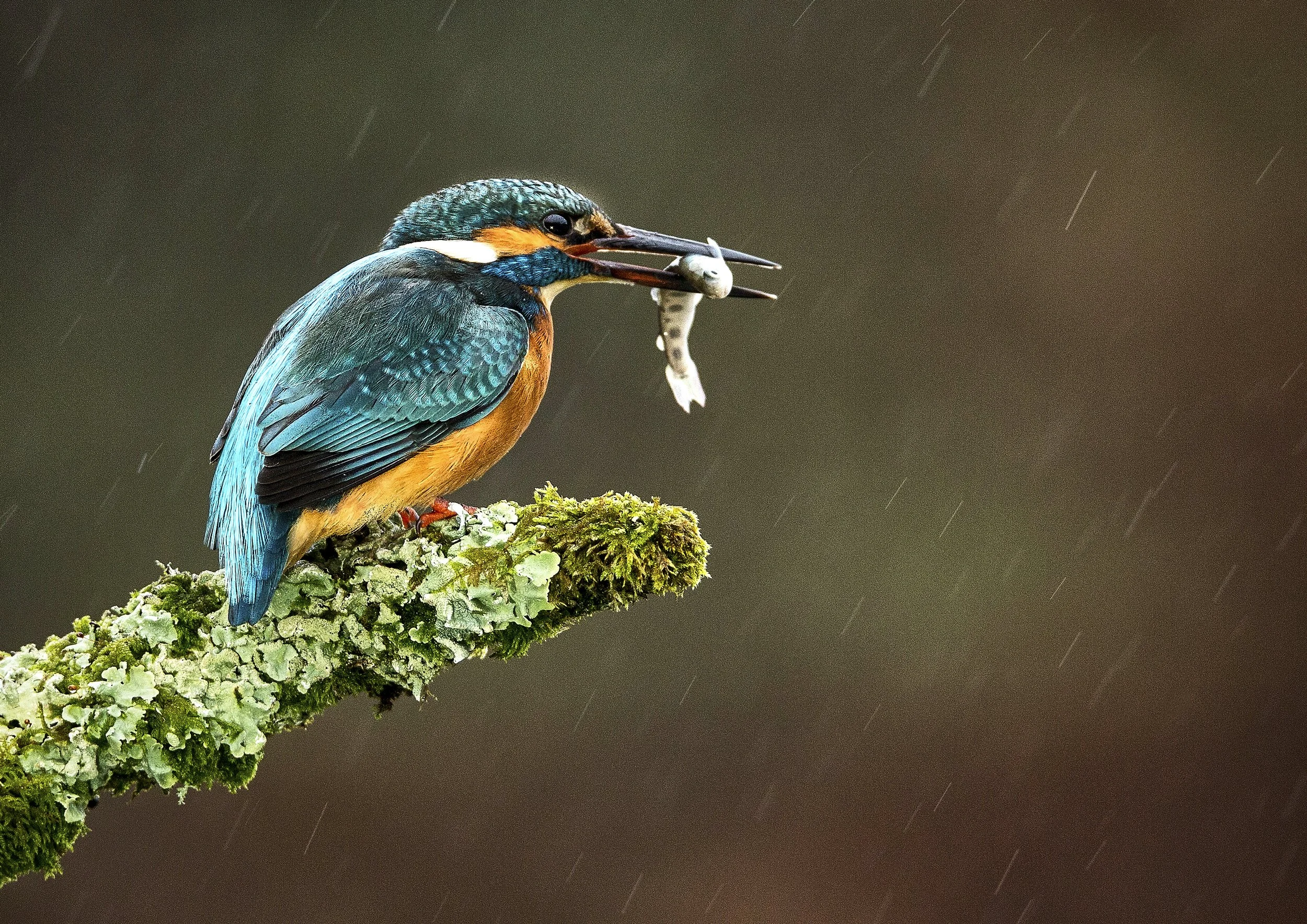 2018-01-21_14-32-35_Canon EOS-1D X_13332 copy.jpg