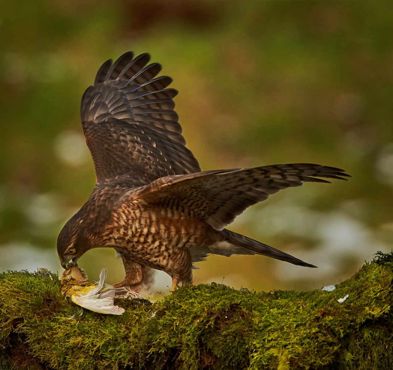 2018-01-20_14-34-24_Canon EOS-1D X_13663 1.jpg