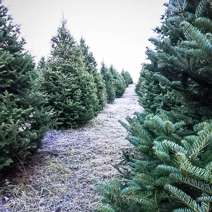 nice pic of dougs trees1x1-1.jpg