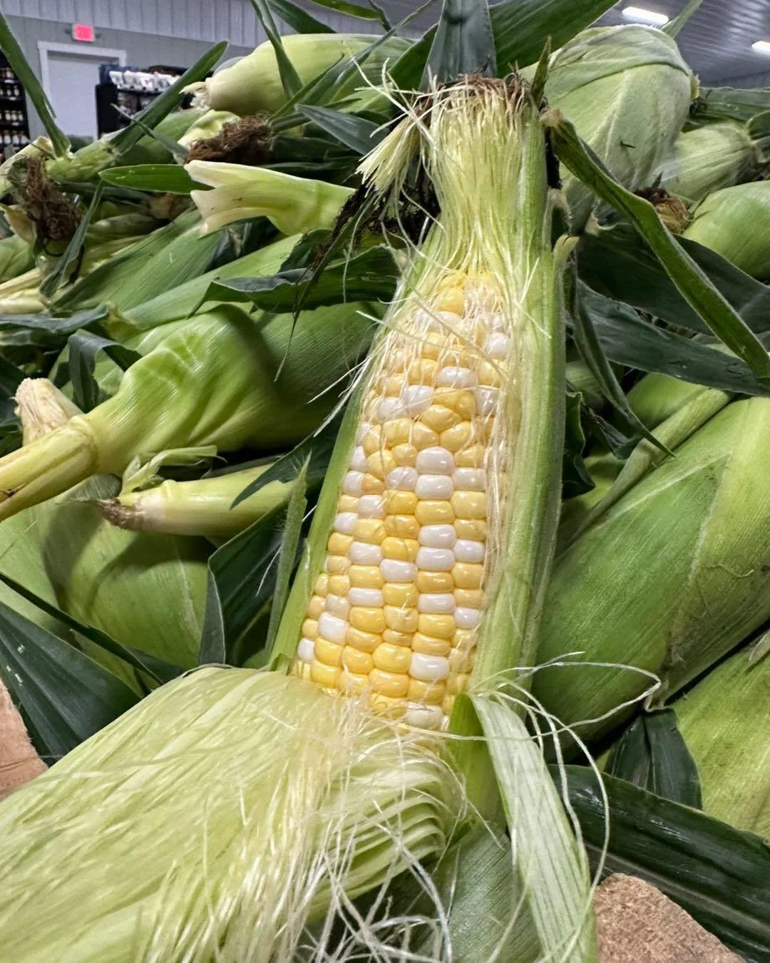 corn.jpg