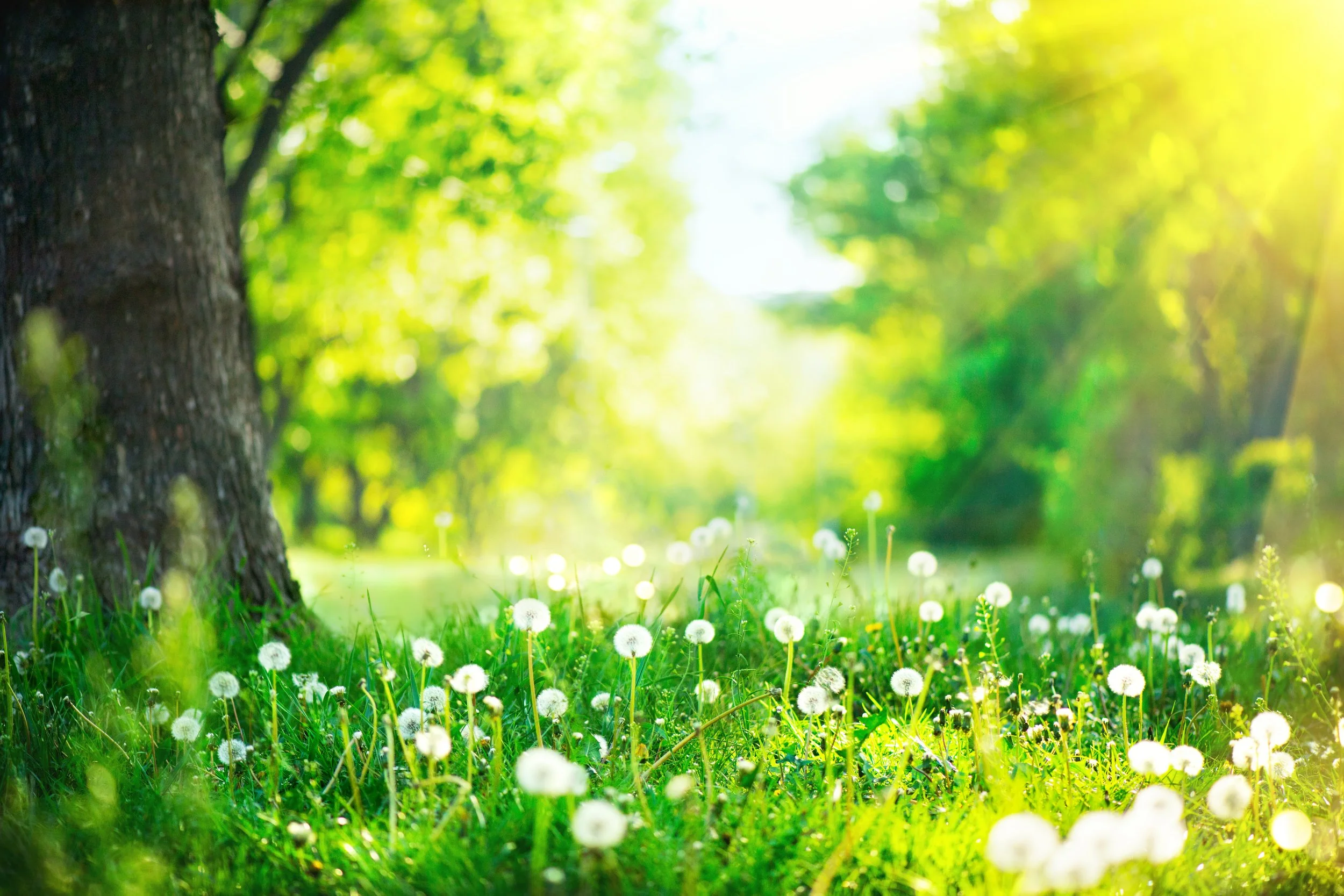 shutterstock_1028247862.jpg