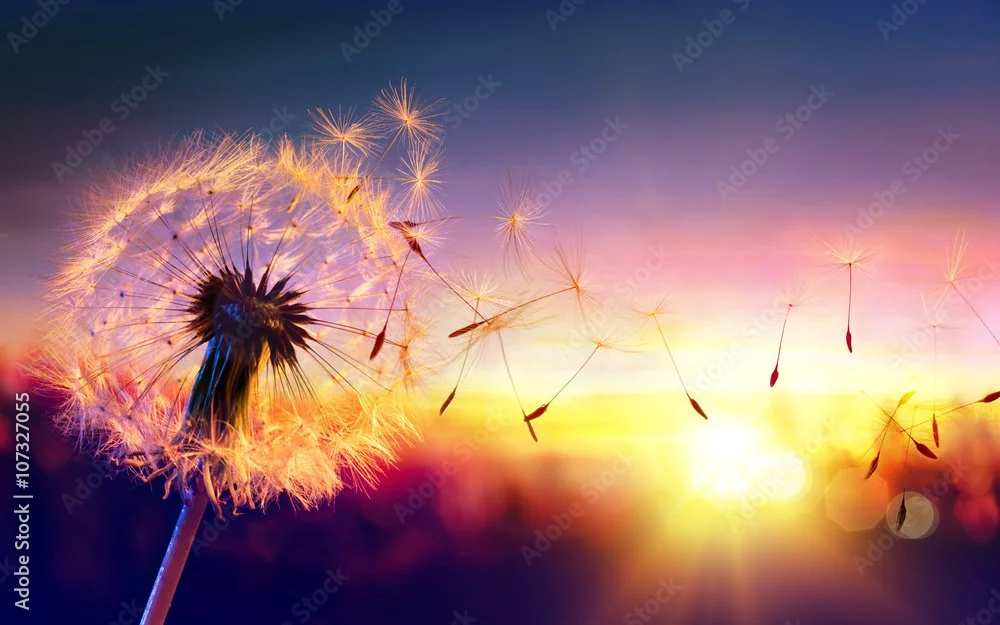 AdobeStock_107327055_Preview.jpeg