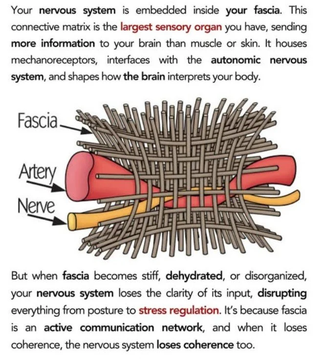 MAGIC FASCIA FSM Expert Program  for MagHealy or iCare Pad -  Mf