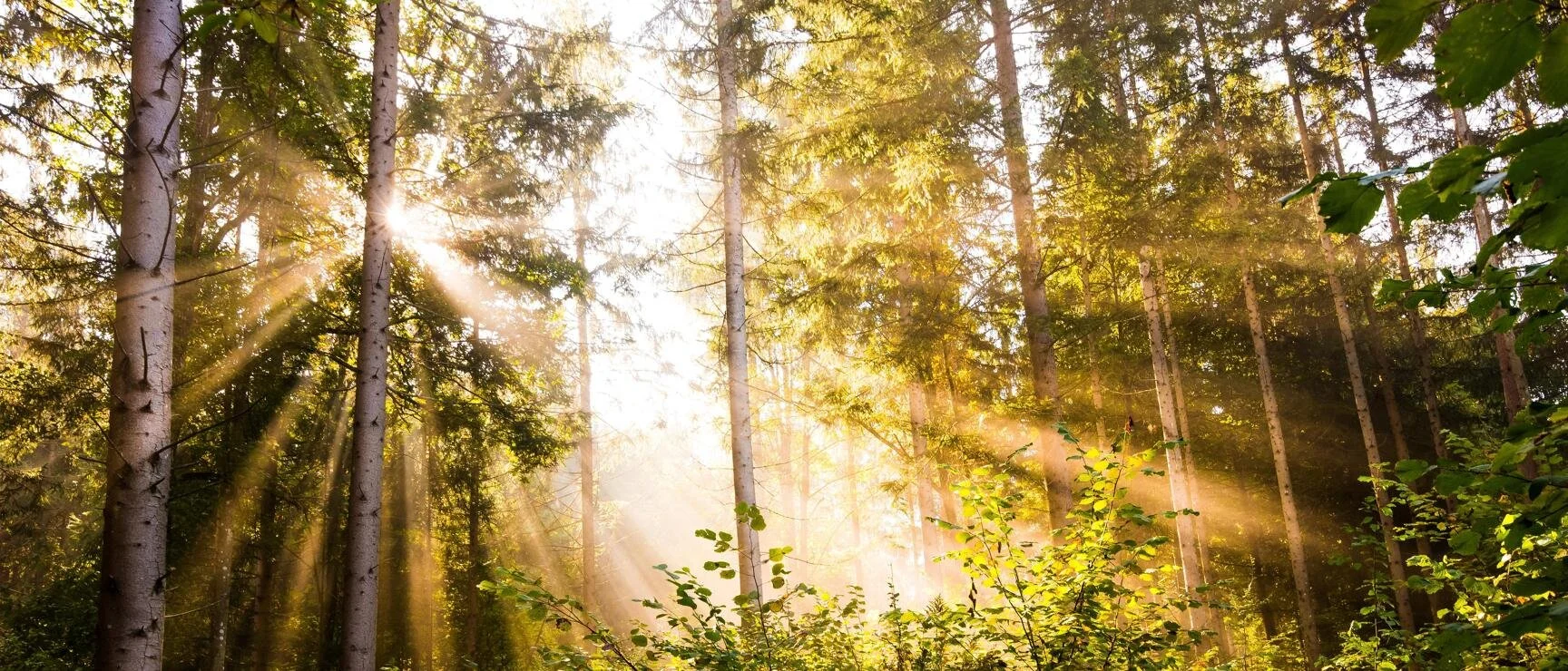 Waldstimmung-in-Ebenthal-Kaernten_Oesterreich-Werbung_Michael-Stabentheiner.jpeg (Copy)