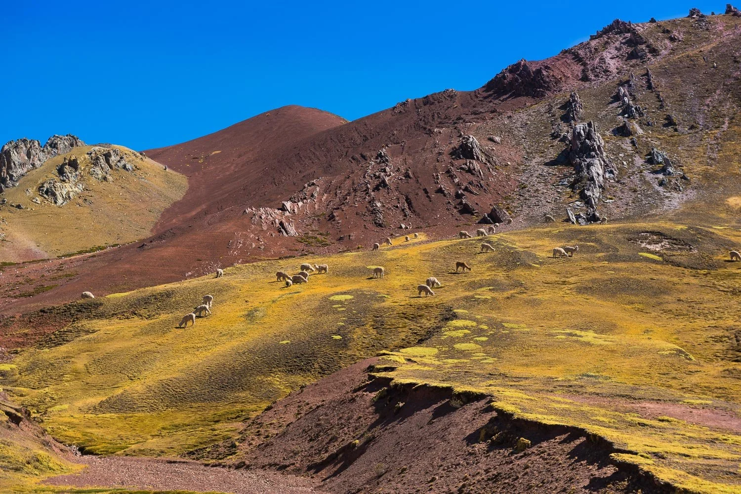 Llamas roaming free on mountains in Peru