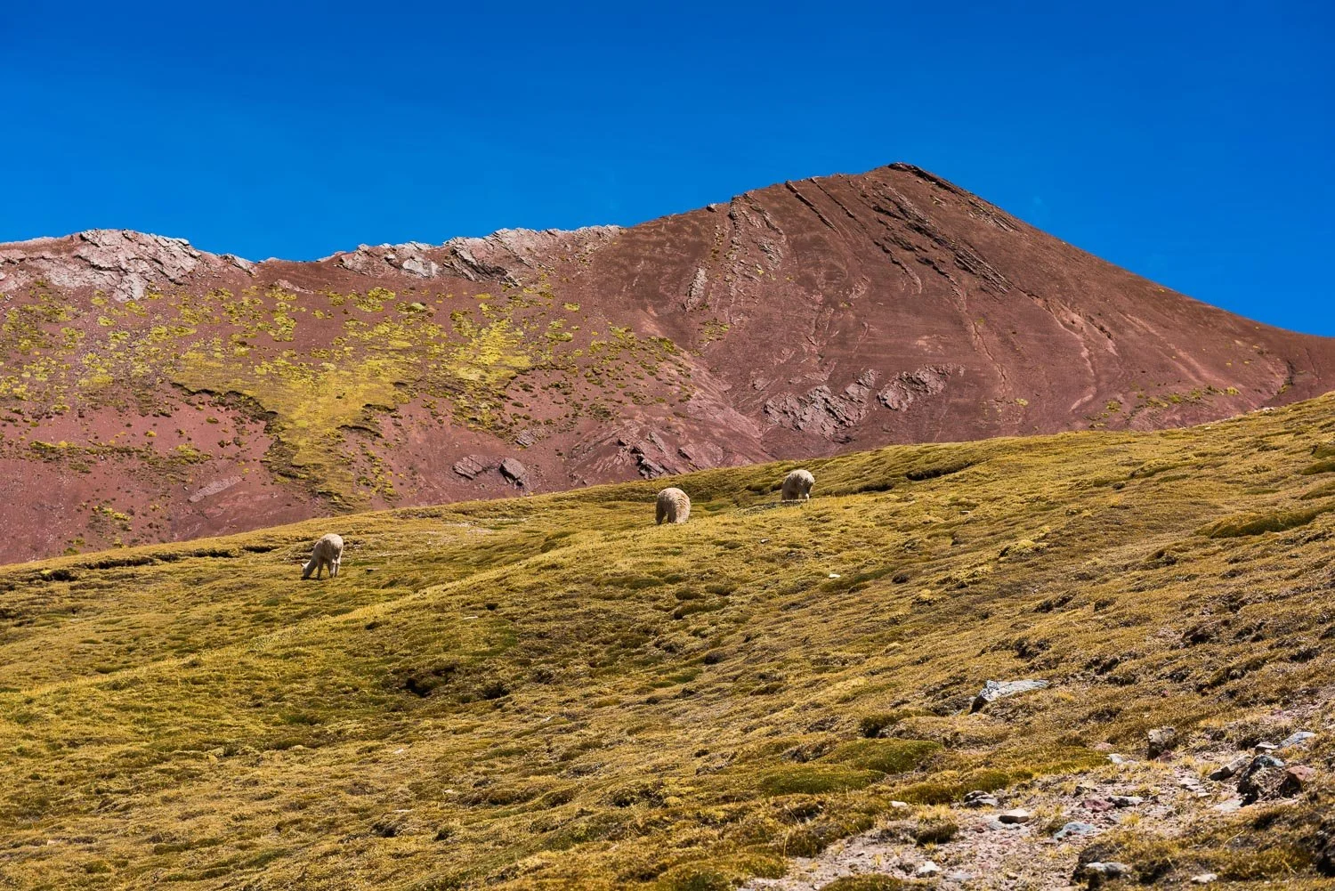 Llamas grazing free on mountain side in Peru