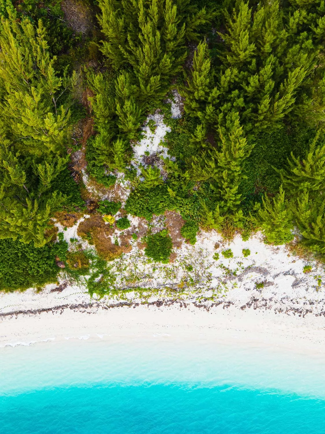 tropical trees and blue water on island coast - drone photography how to