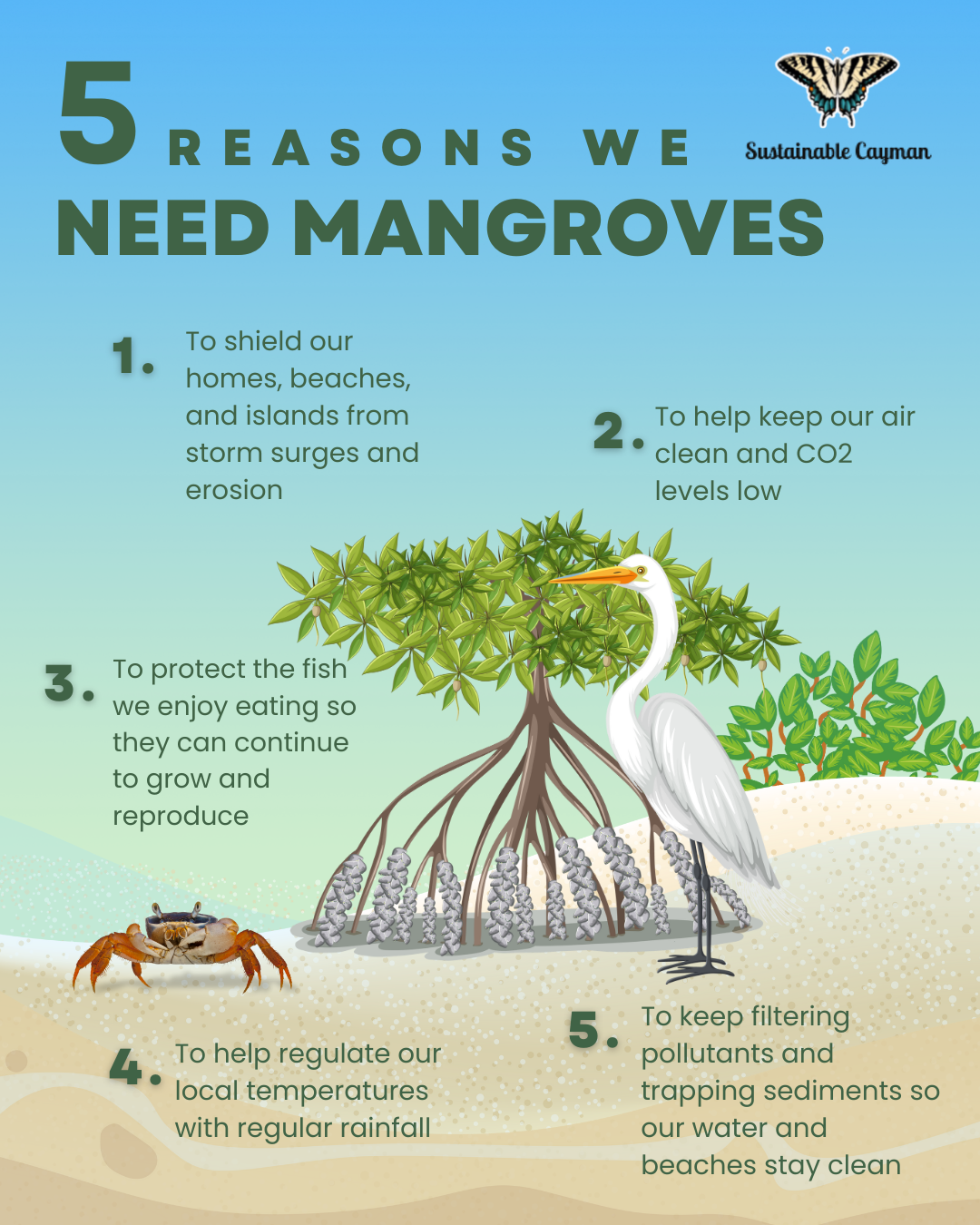 Educational infographic titled “5 Reasons We Need Mangroves,” illustrating how mangroves protect coastlines, support wildlife, regulate temperatures, and filter pollutants.
