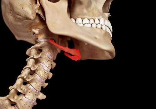The Hyoid