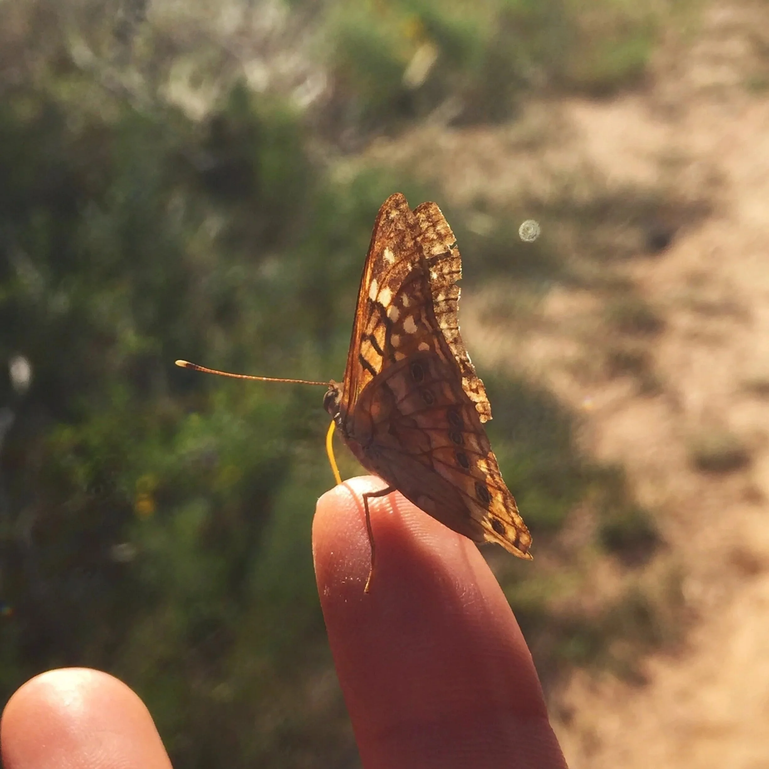 Stefanie Mossakowski holding a butterfly on her finger, reflecting the cyclic transformation and nature-based themes of her writing.