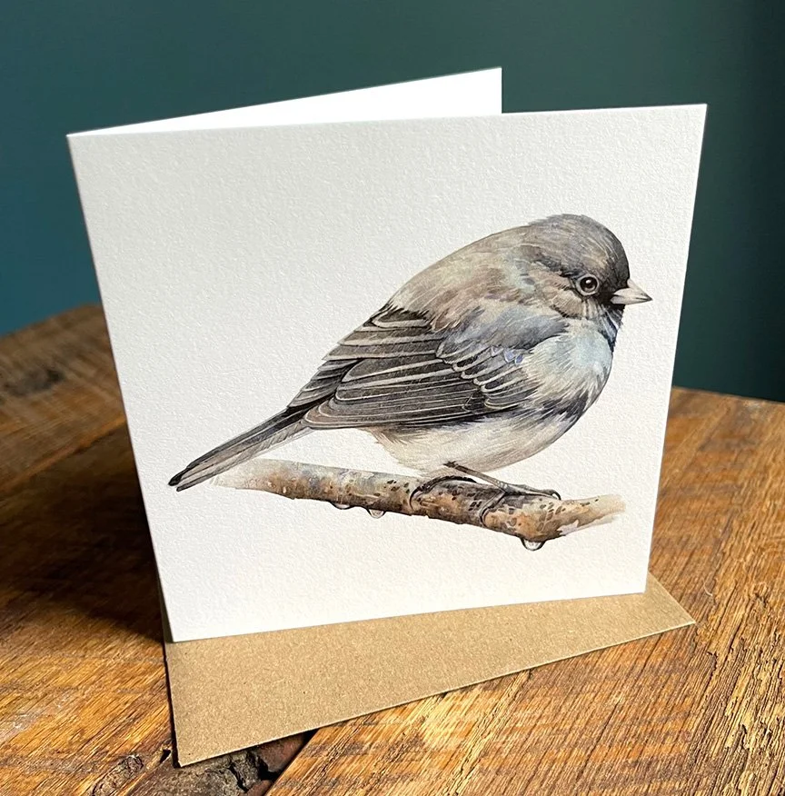 Junco2.jpg
