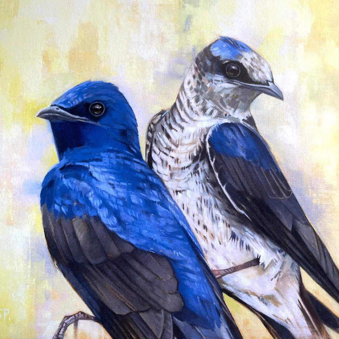 PurpleMartins_8x8_3.jpg