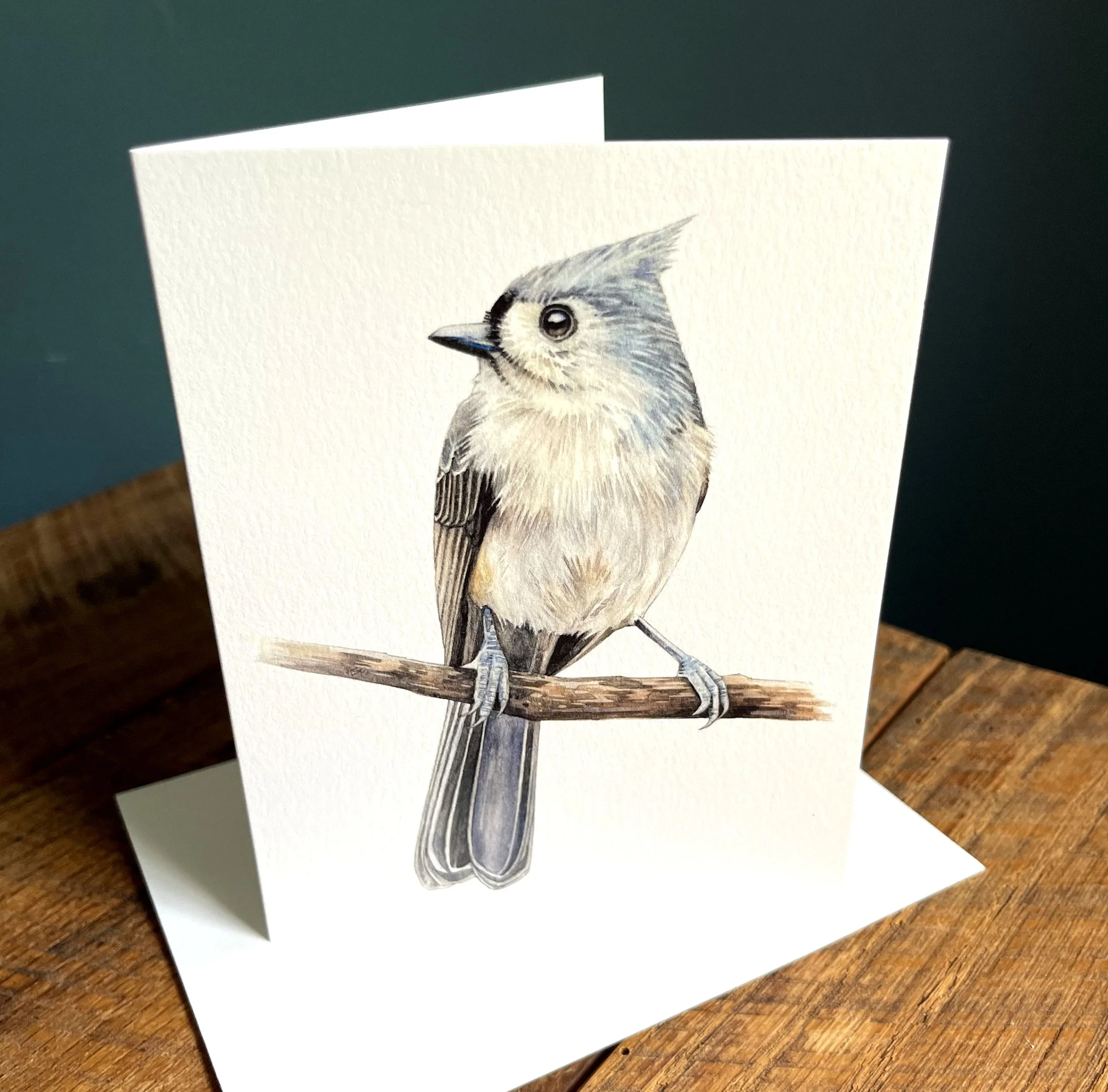 TuftedTitmouse_A2_2.jpg