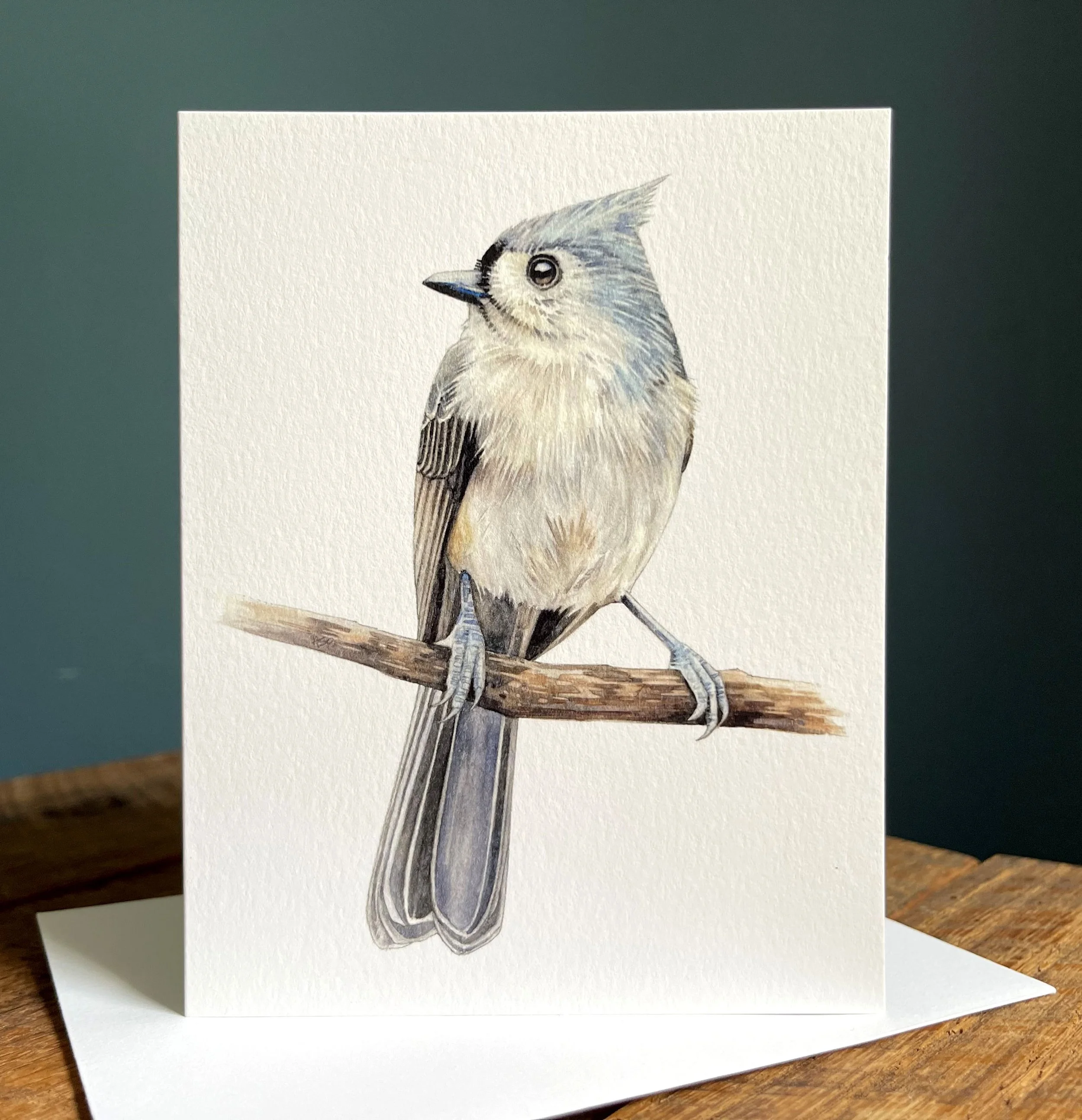 TuftedTitmouse_A2_1.jpg