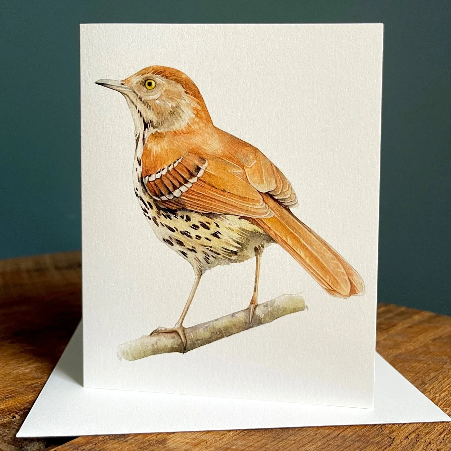Brown Thrasher - Blank Note Card