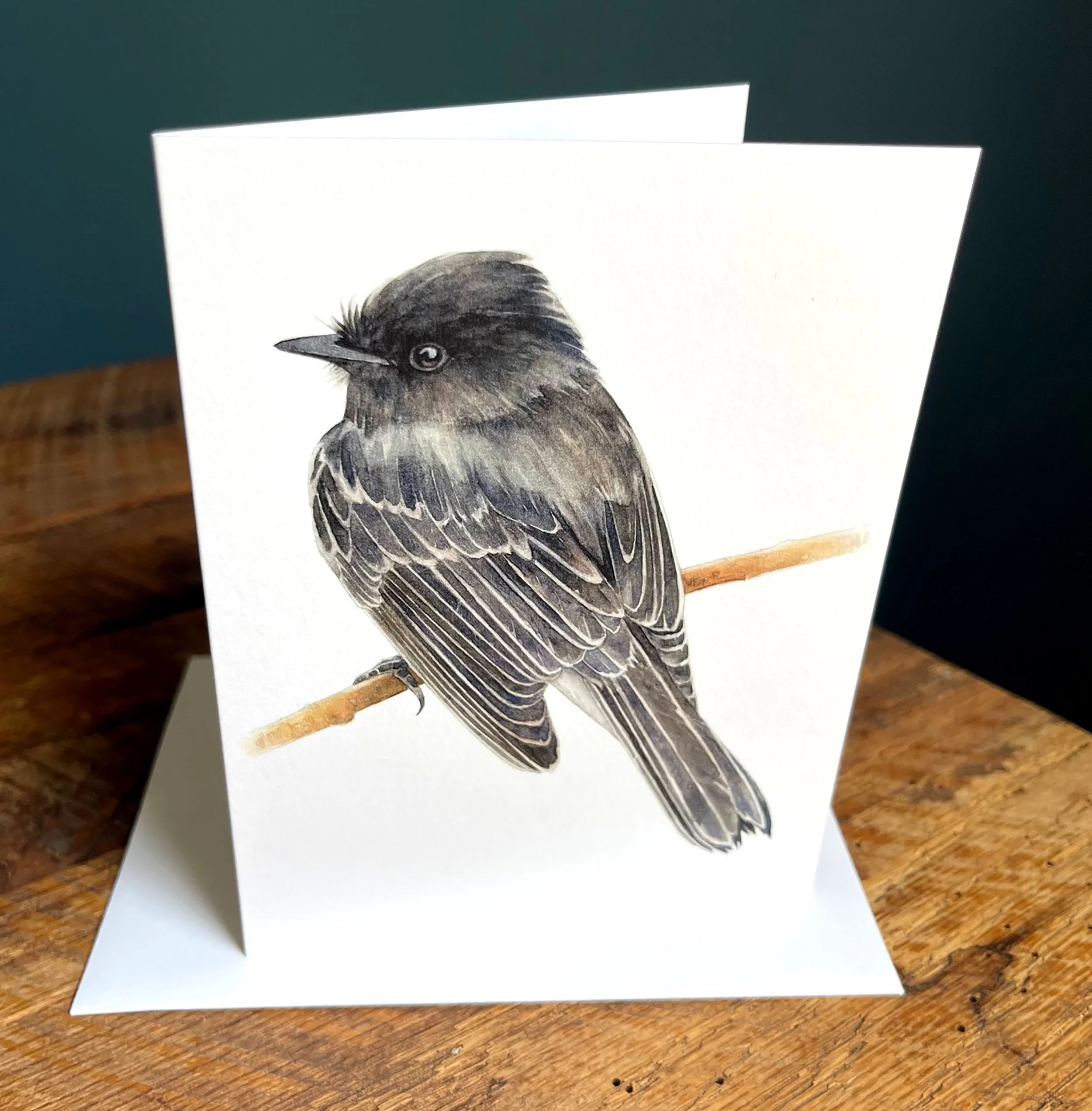 BlackPhoebe_A2_3.jpg
