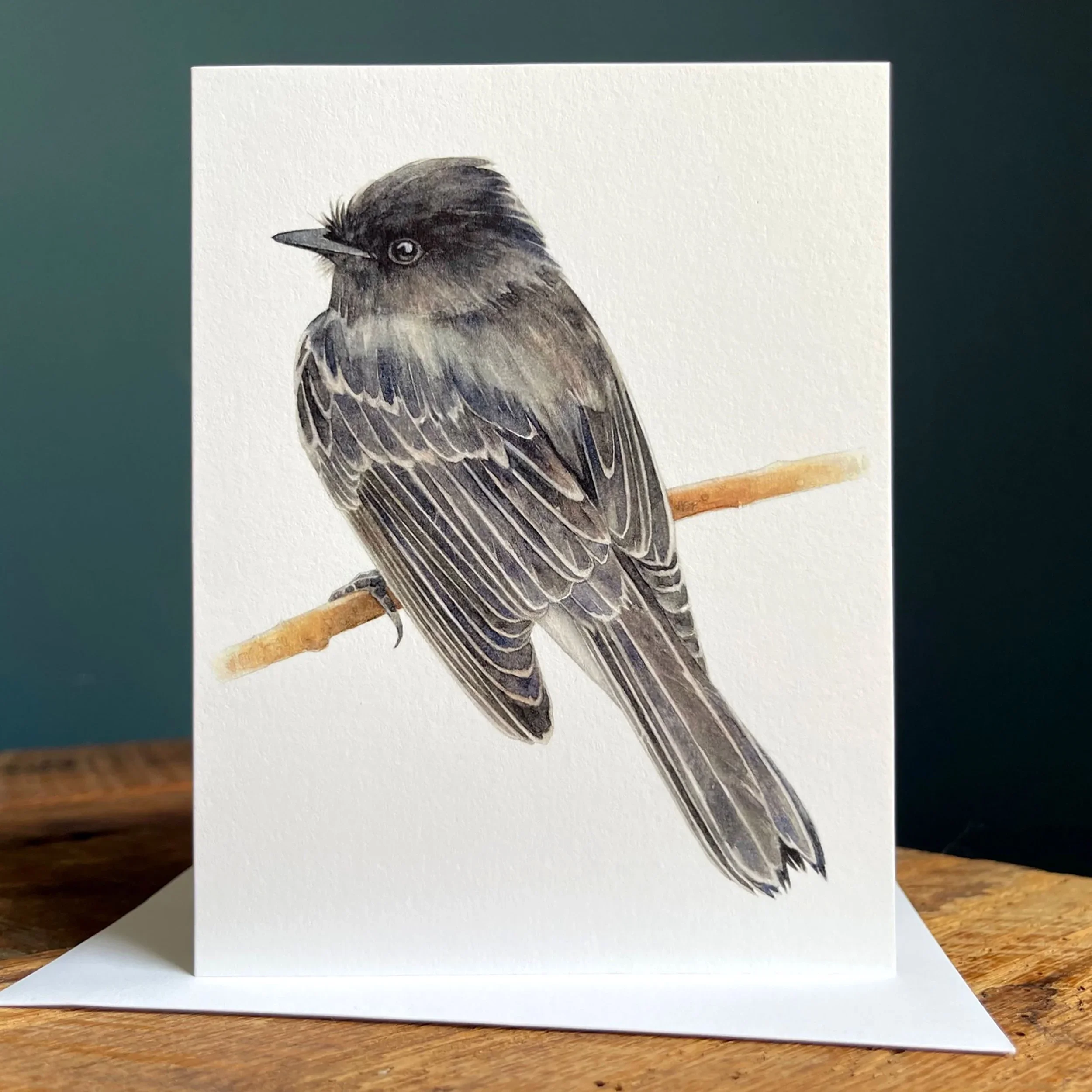 Black Phoebe - Blank Note Card