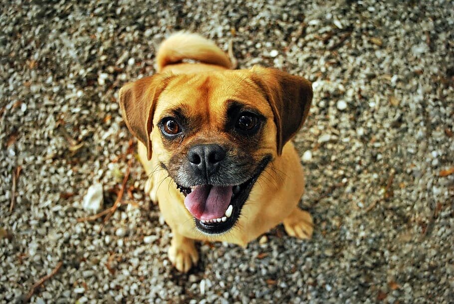 pug-dog-happy-smiling.jpg