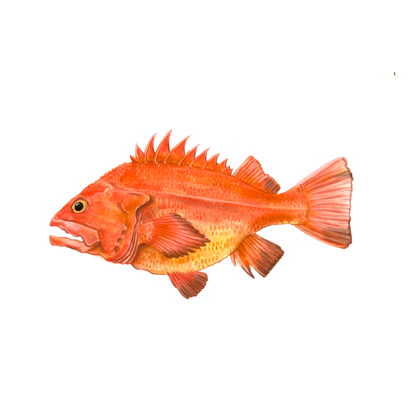 Yellow-eye Rockfish Special - 5 lbs