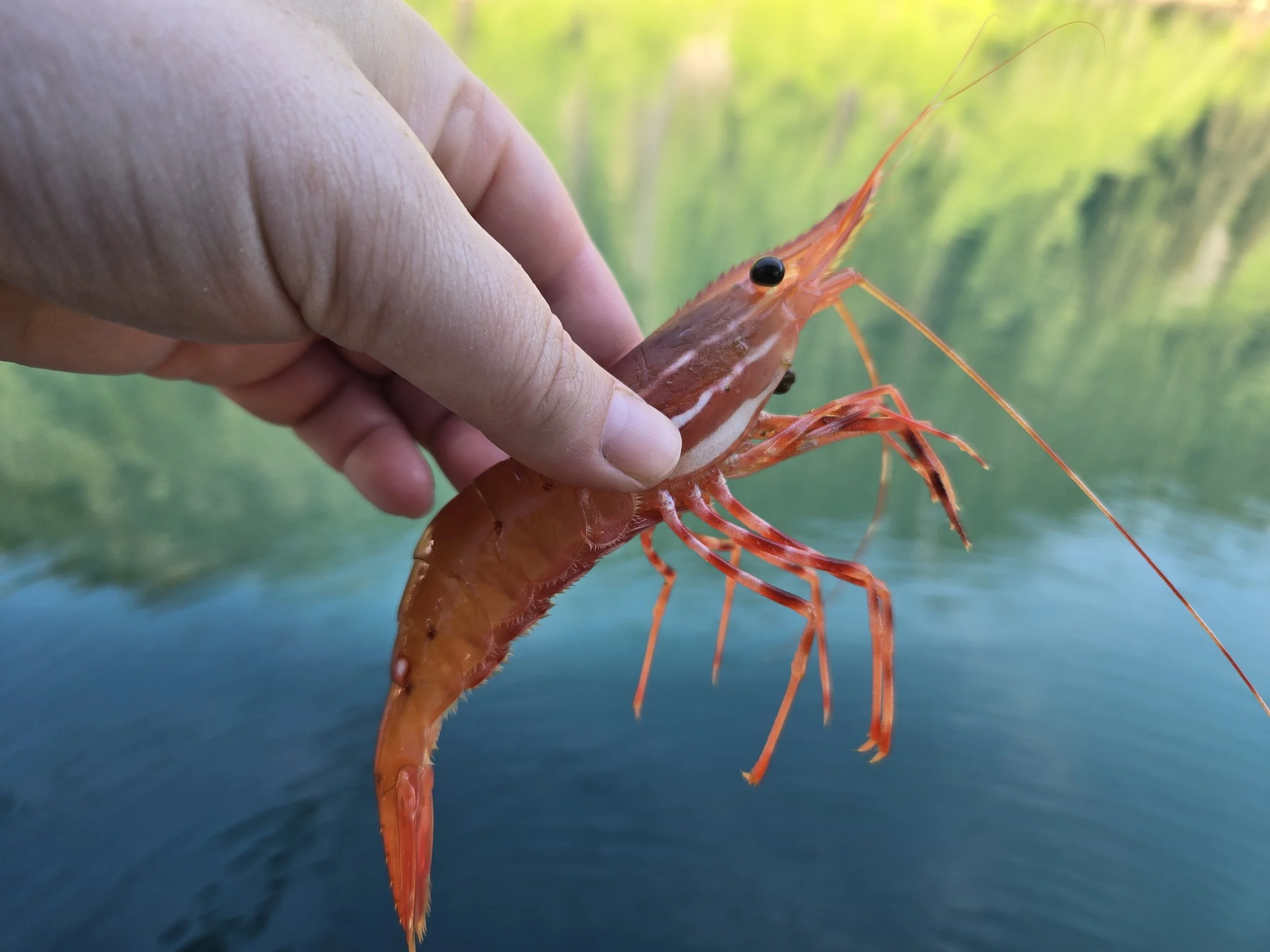 spot_prawn_bluegreenfadebackground.jpg