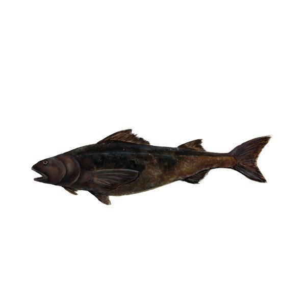 sablefish_web.jpg