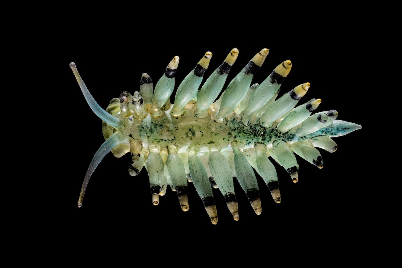 "Spineless" show at  Mystic, a glass invertebrate model from  a collection of Harvard's Museum of Comparative Zoology and Boston Museum of Science objects 