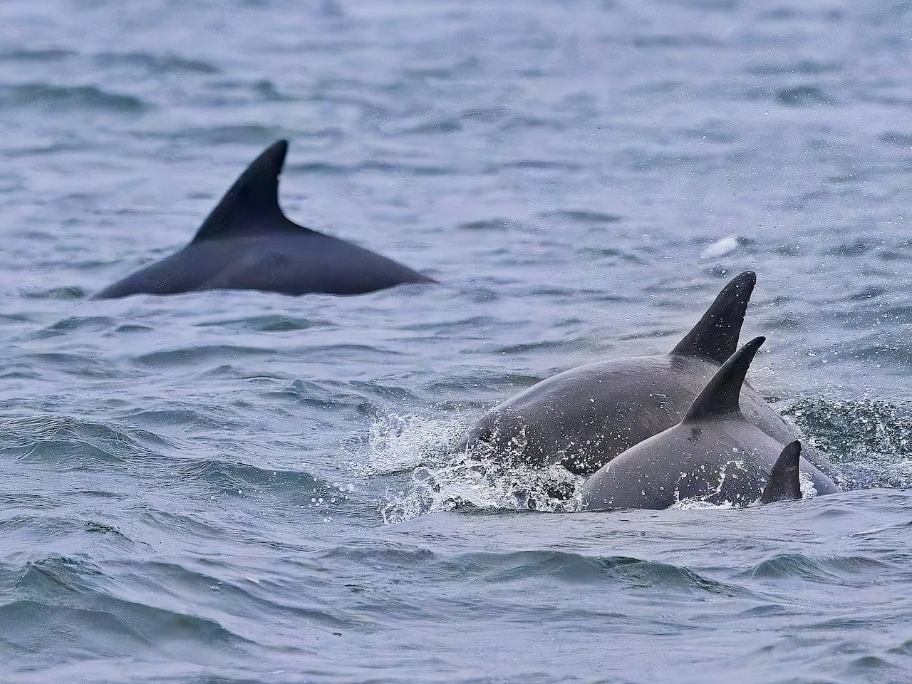 Even the whales come out to play when classic raceboats are about