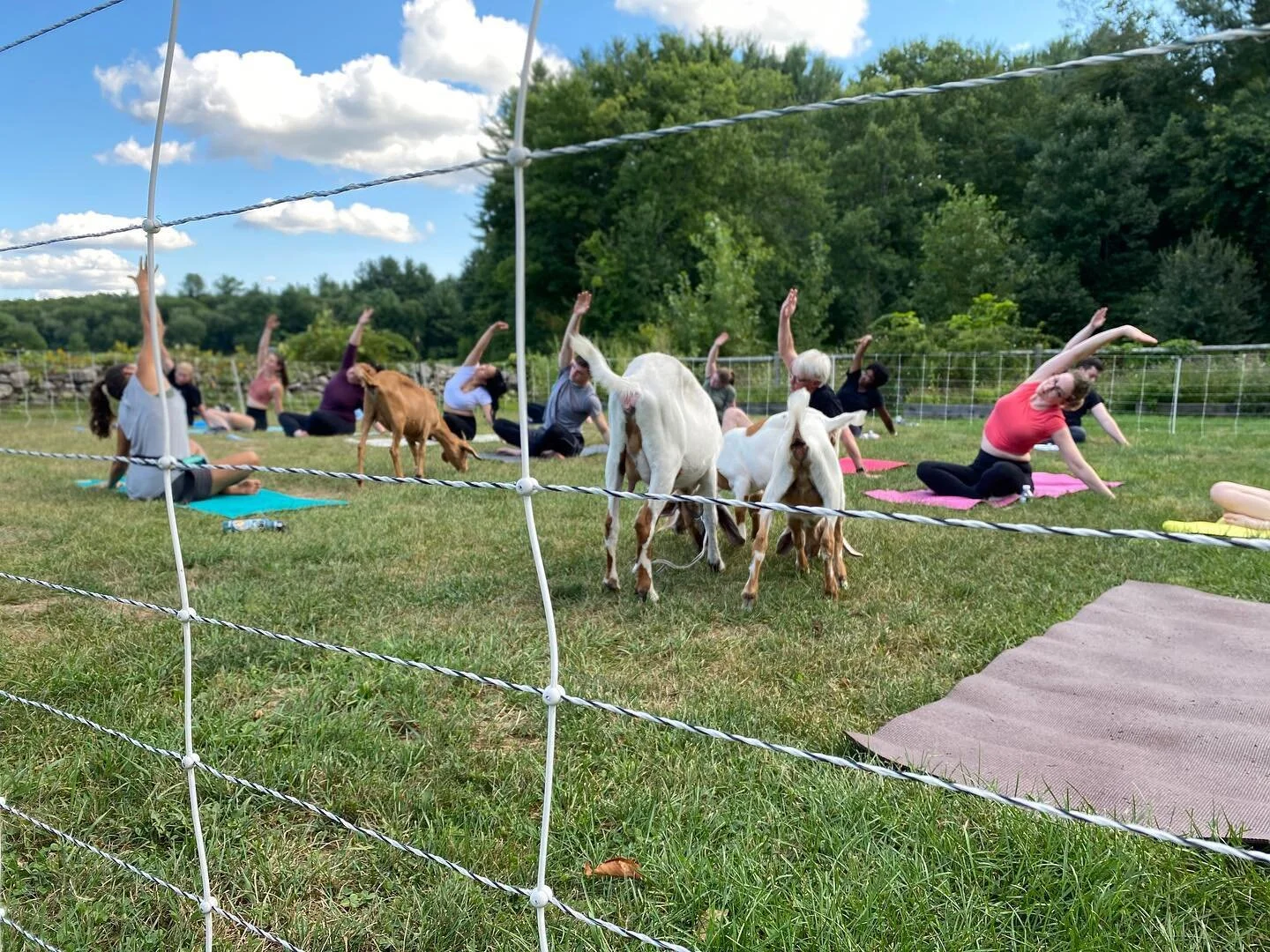 More fun photos of me teaching a private goat yoga class to the Concord Animal Hospital! Love this farm and these goat friends 🥰🐐#goatyoga #yoga #farmyoga #yogashlee #yogawithashley #animaltherapy #allofthelove