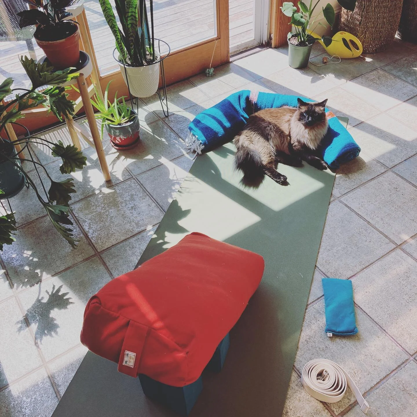 Join me this Sunday for a outdoor restorative yoga class! Class is at 11am and you can sign up via mindbody searching for Blue Lotus Healing Arts🙏 outdoor classes are being held at the Needham history center. please bring lots of blankets and pillow