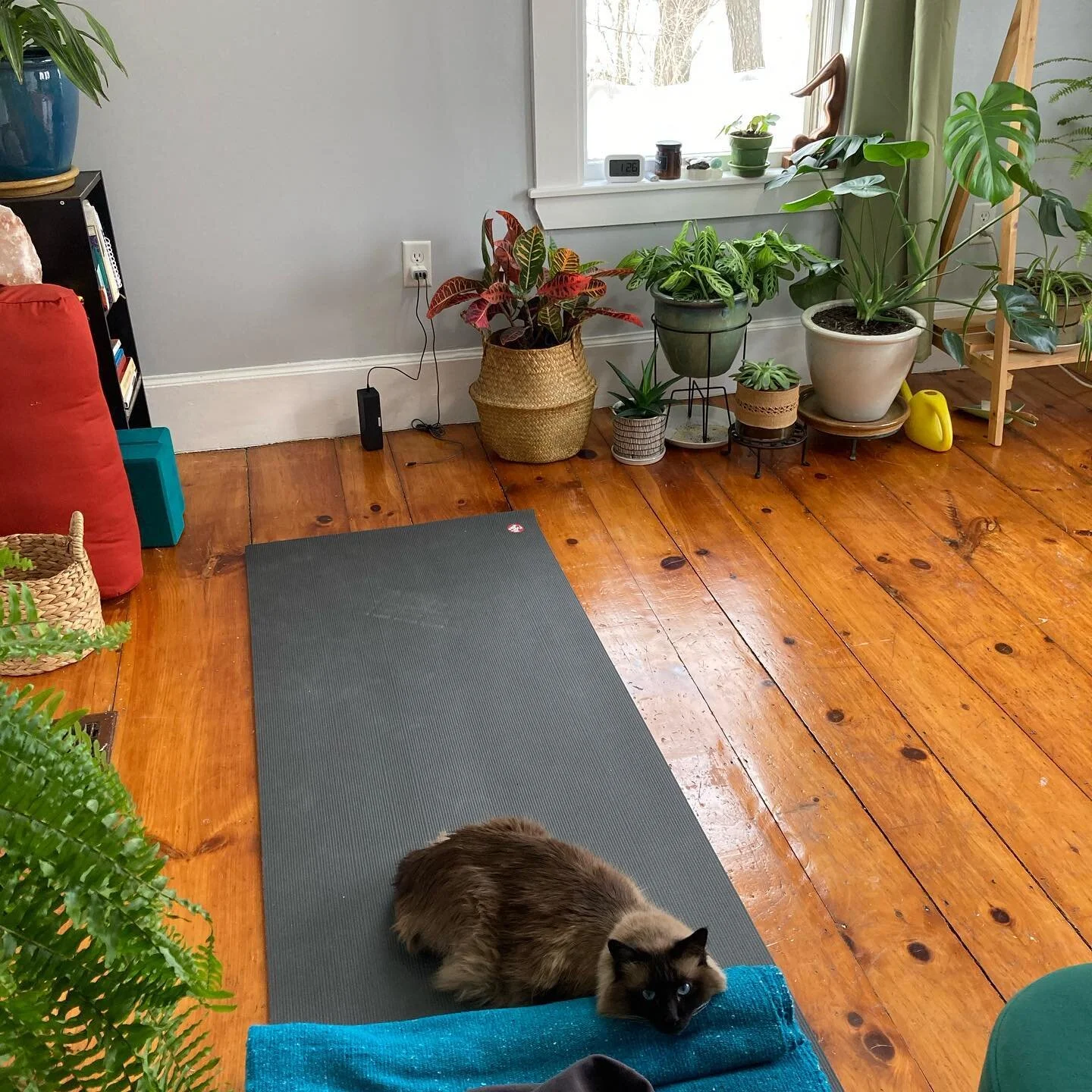 What I&rsquo;ve been up to lately: well not tooooo much. But also alot. I&rsquo;ve been spending a lot of time with my cat Bert, on my mat, time with my plants, organizing and cleaning the house, and some stained glass projects.. ✨I&rsquo;m really ex