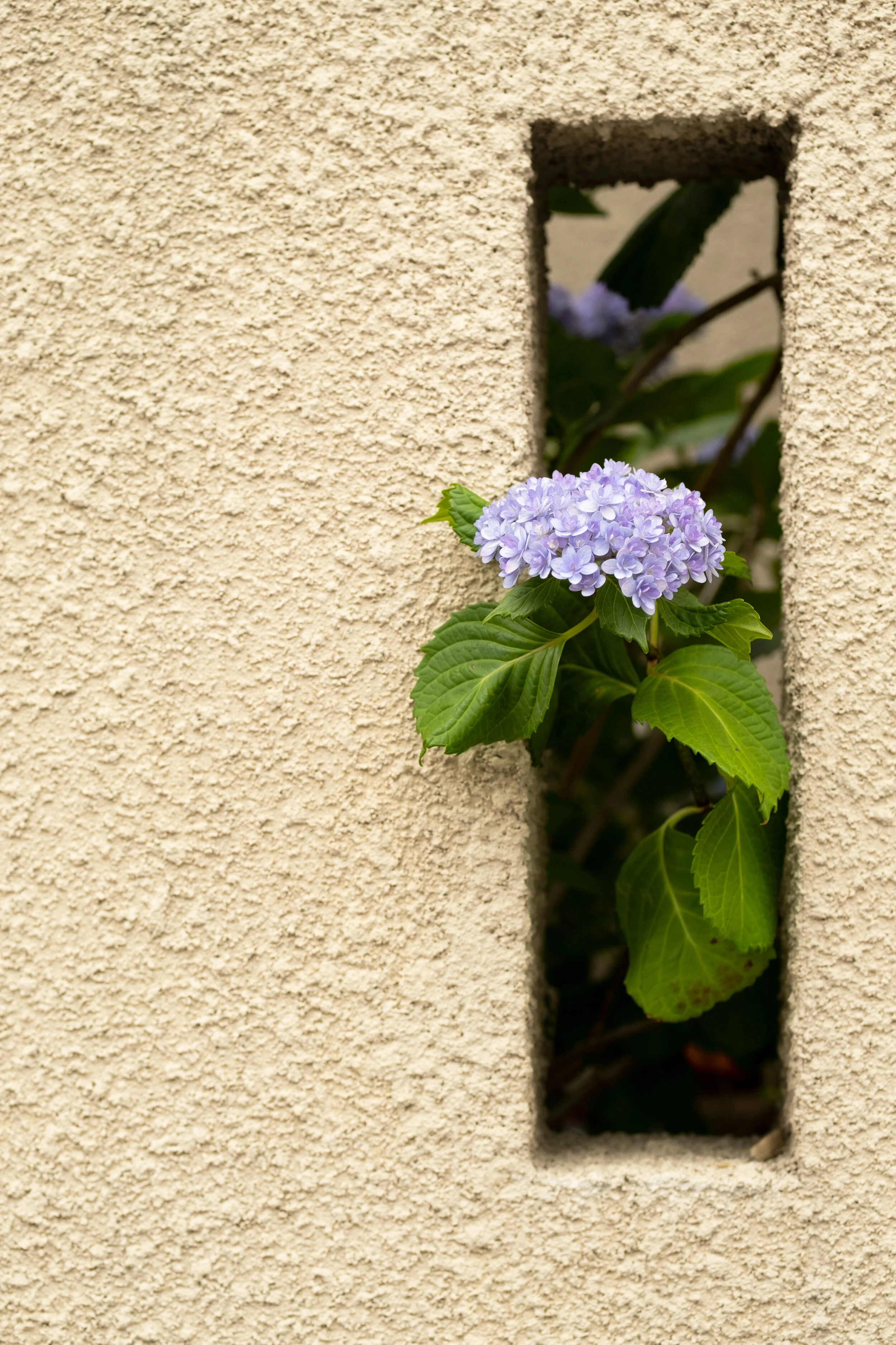 HYDRANGEA.jpg