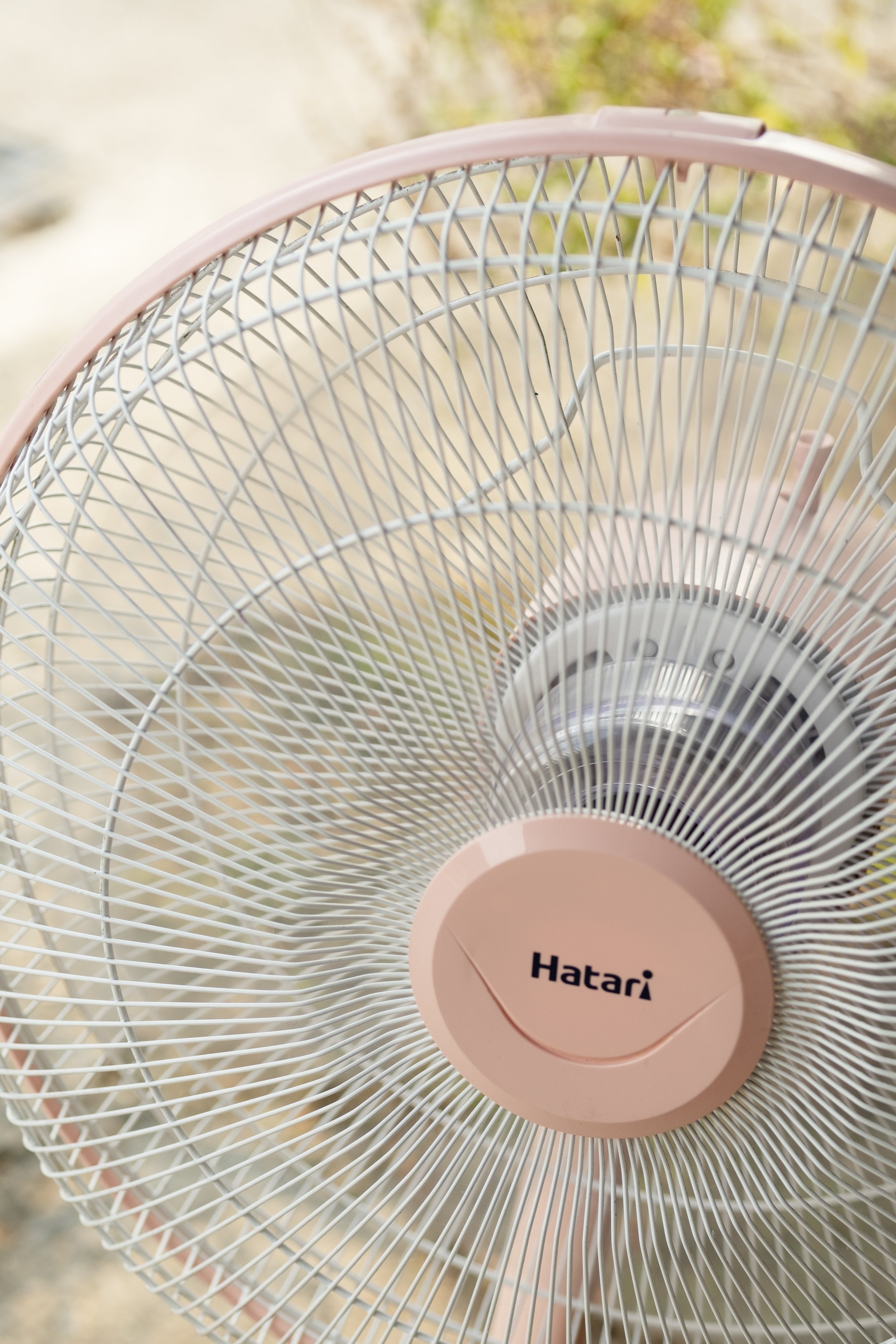 PINK FAN.jpg
