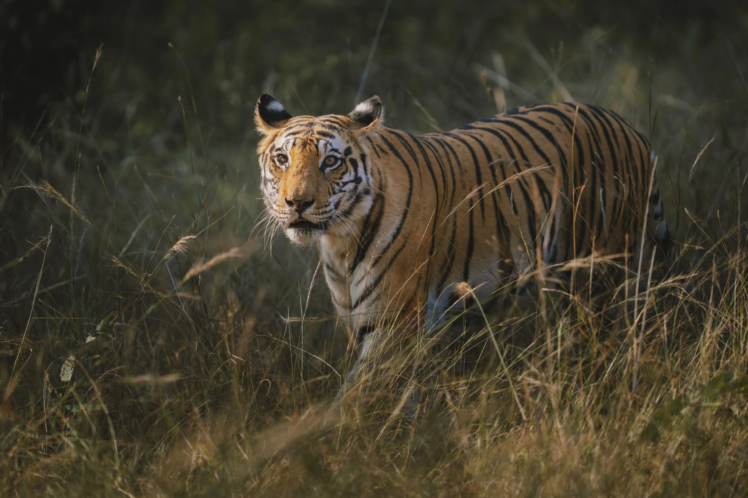 India-114.jpg