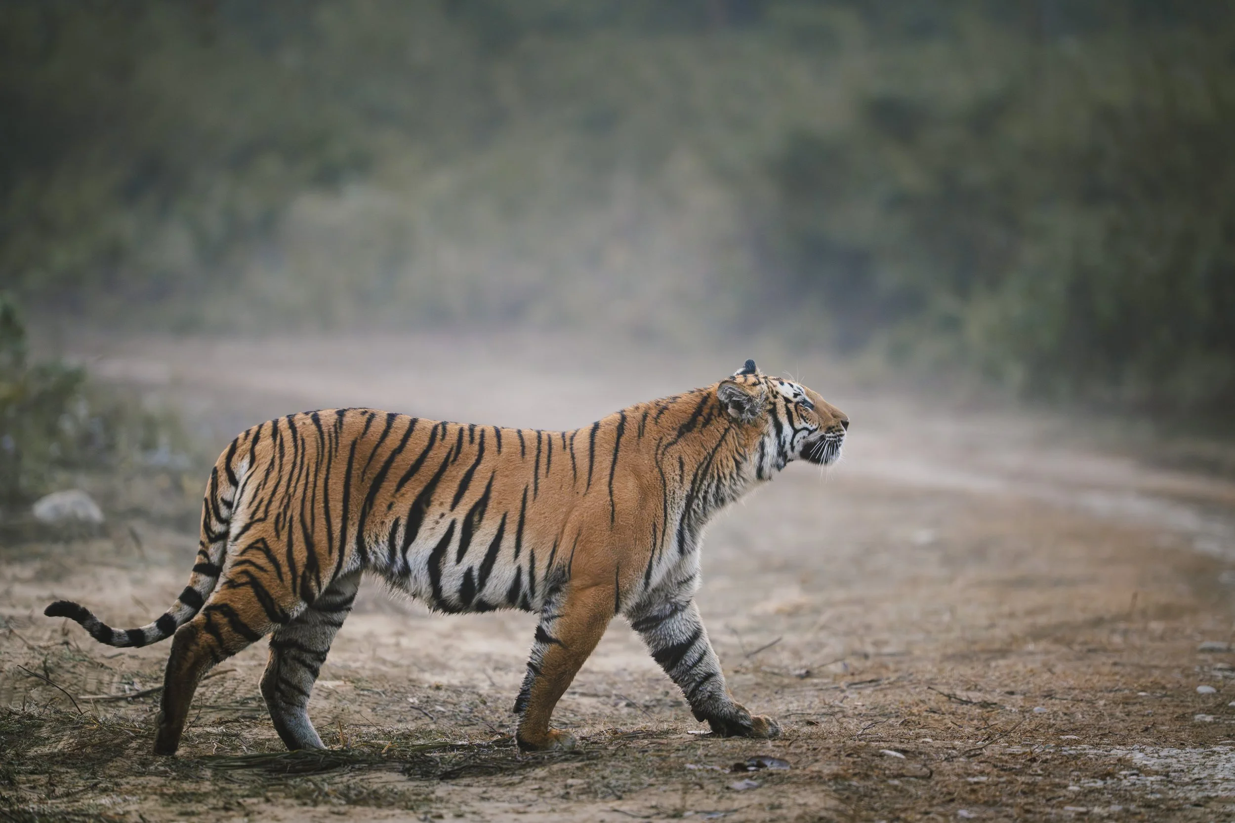 India-113.jpg